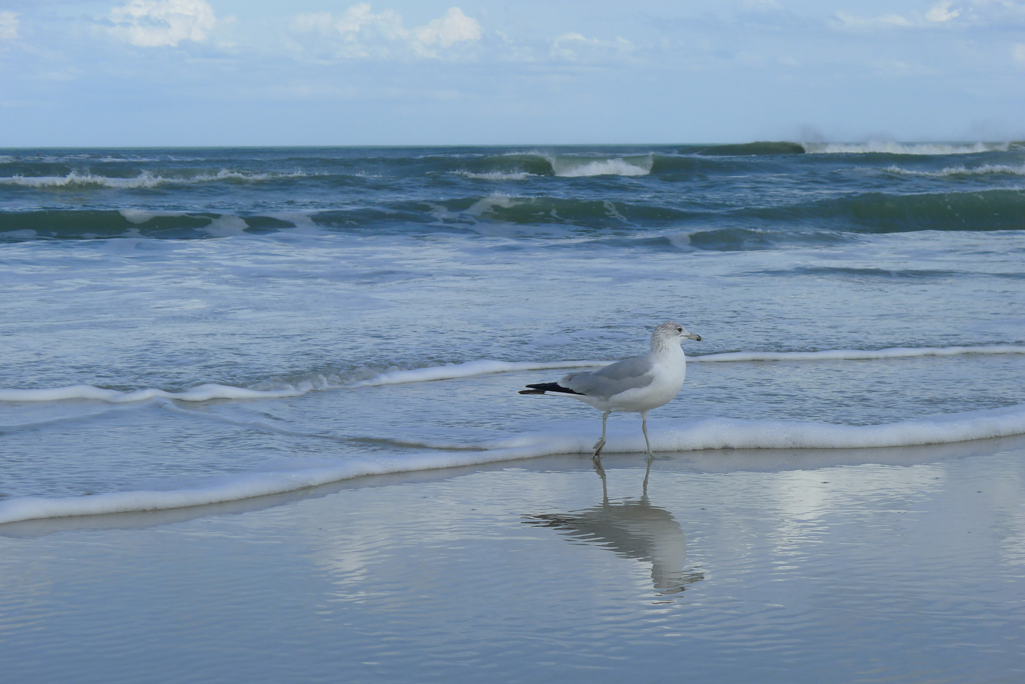 Leica D-LUX 5 sample photo. Seagull. daytona beach, fl. photography