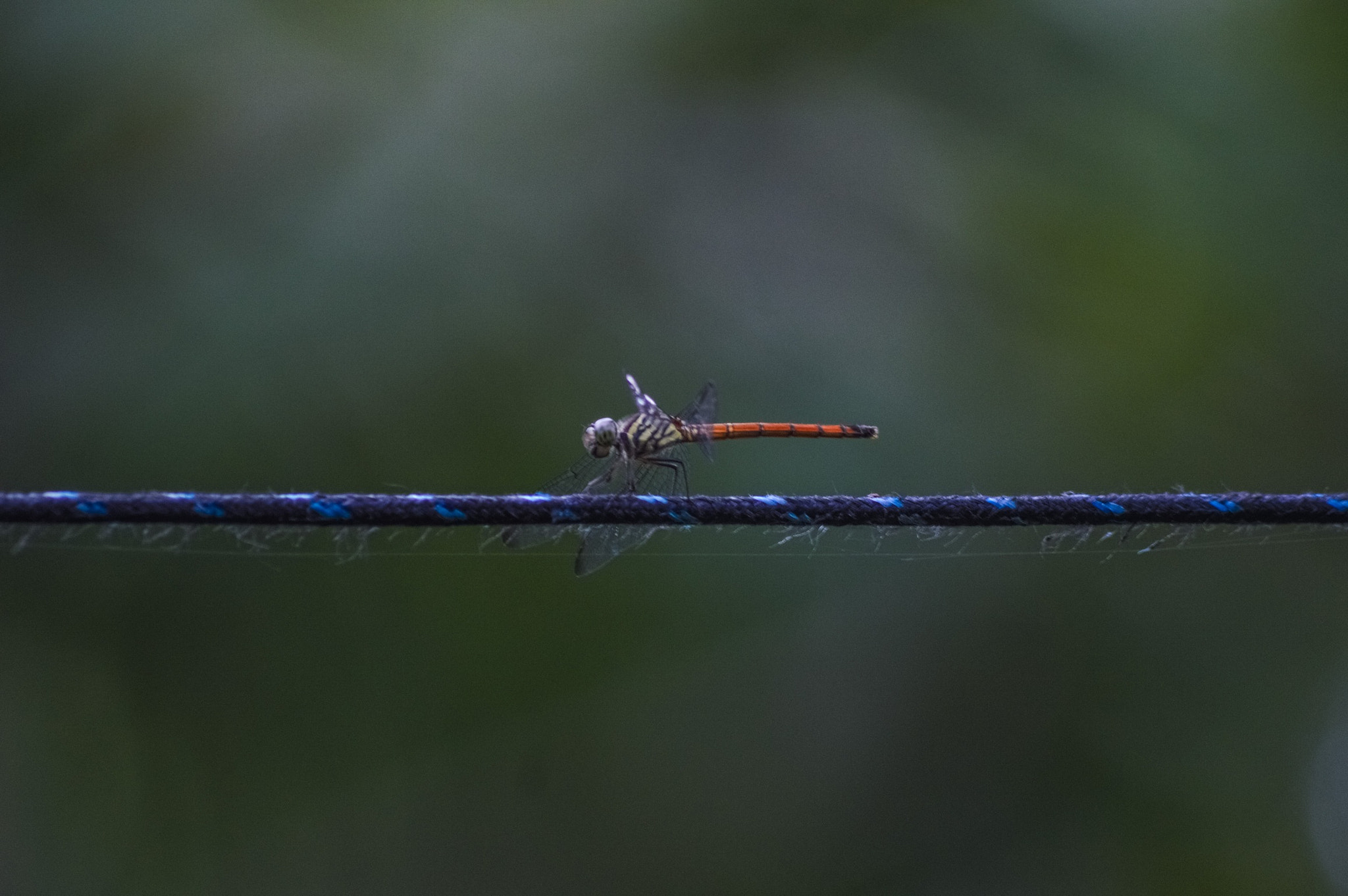 Sigma 70-300mm F4-5.6 APO DG Macro sample photo