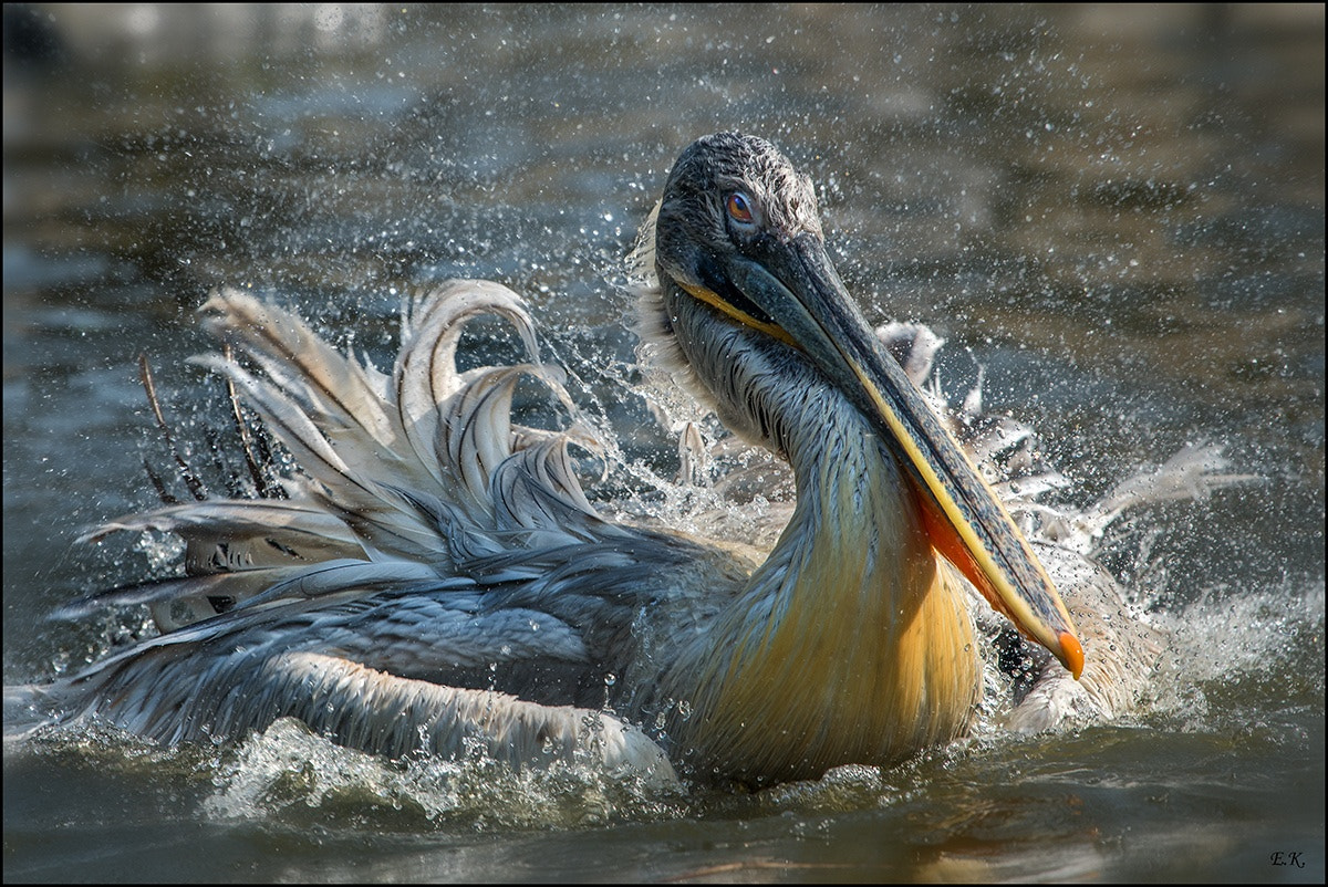Nikon D500 sample photo. Juvenile dalmatian pelican photography