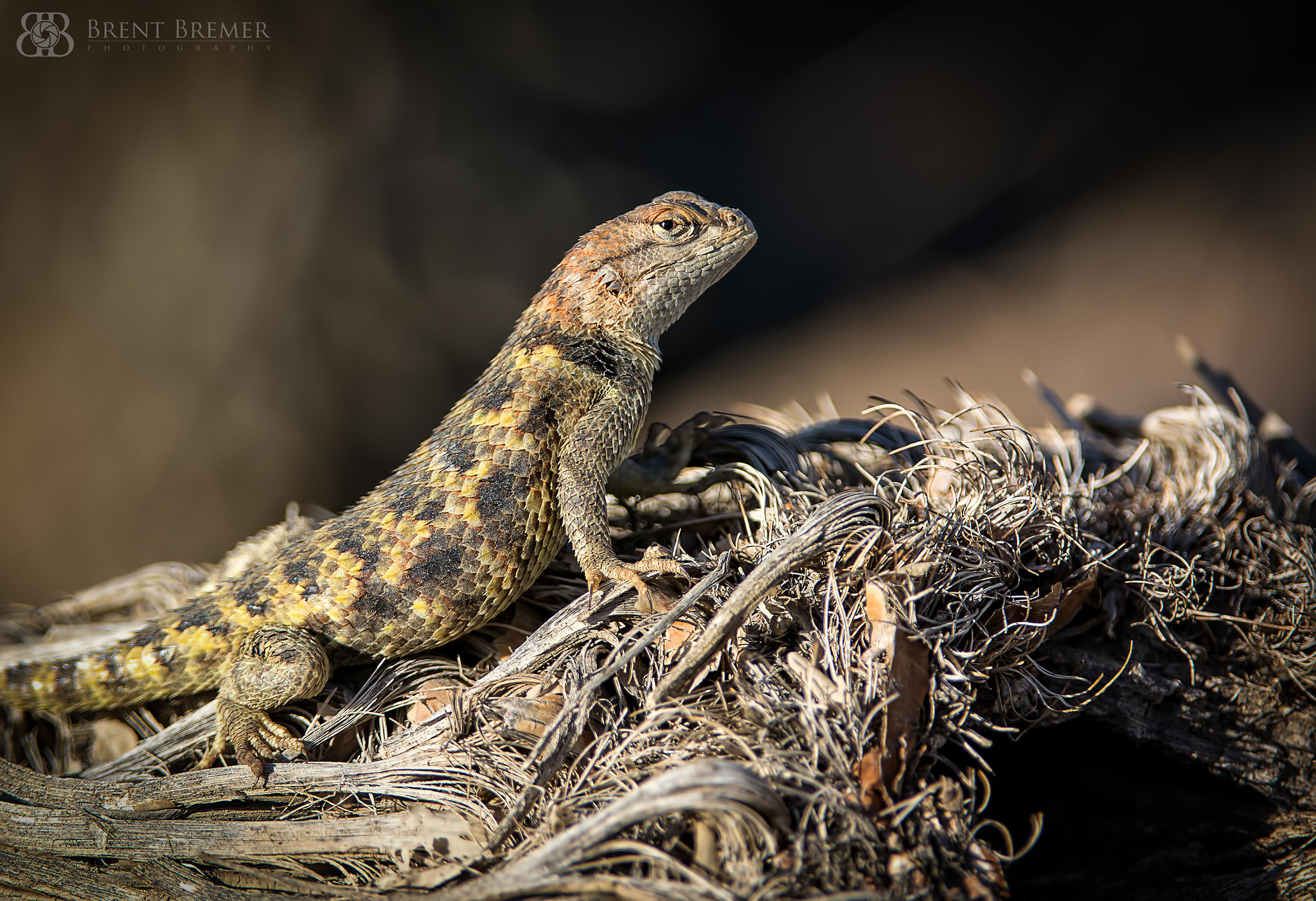 Nikon D7100 sample photo. Desert lizard photography
