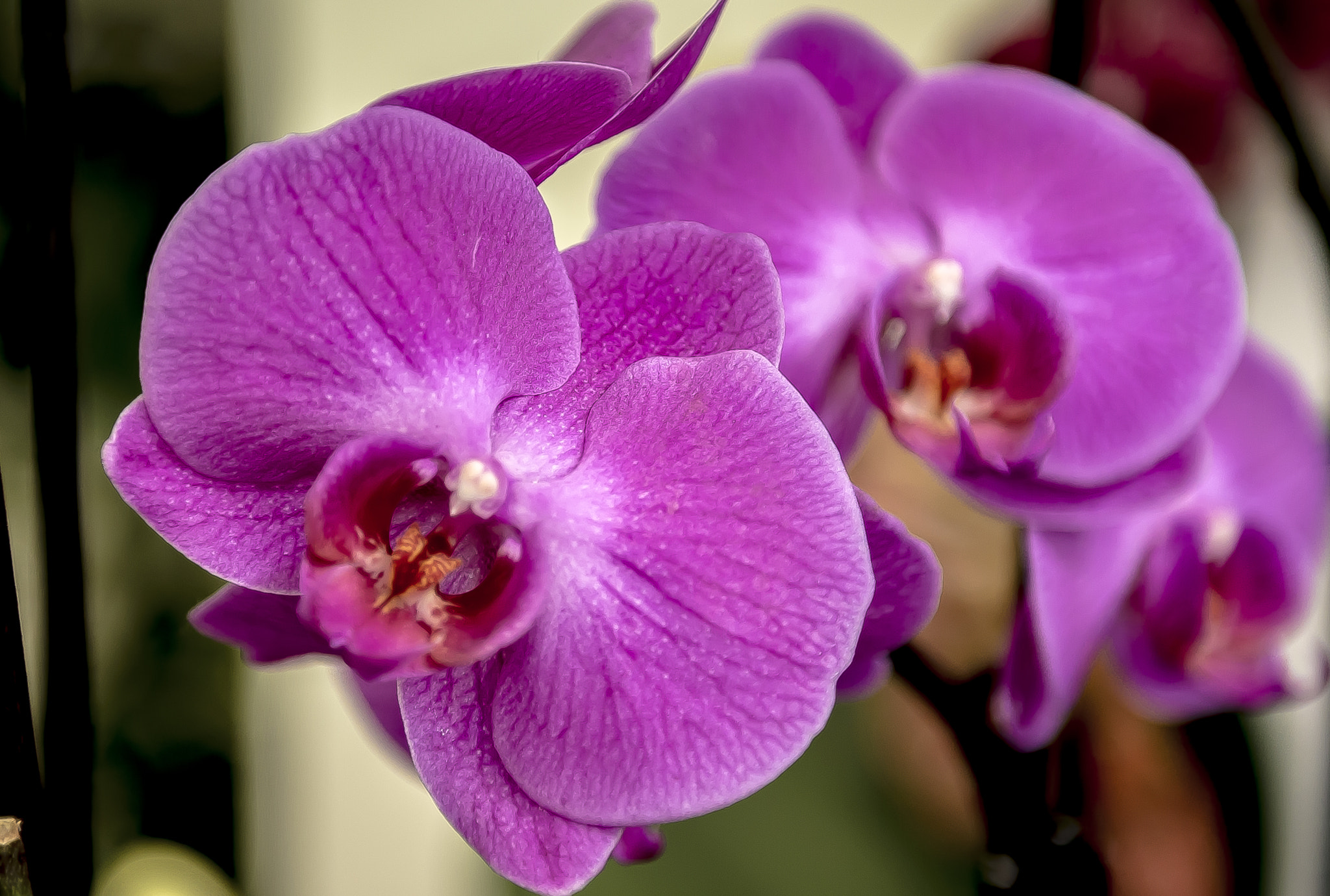 Nikon D610 sample photo. Orchid photography