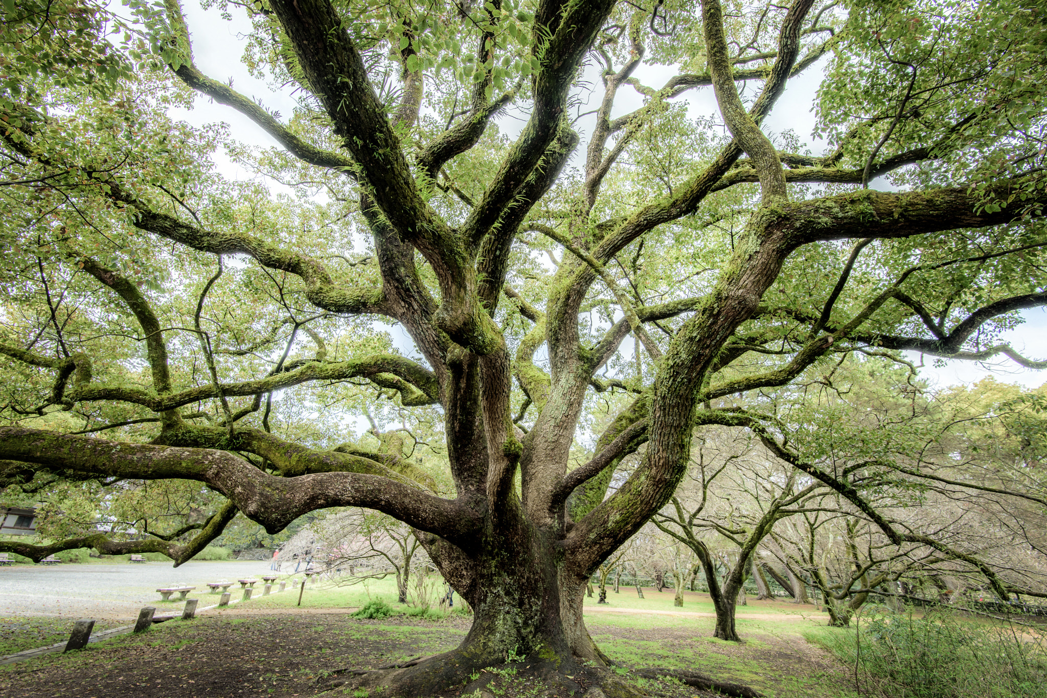 Nikon D810 sample photo. An old tree photography