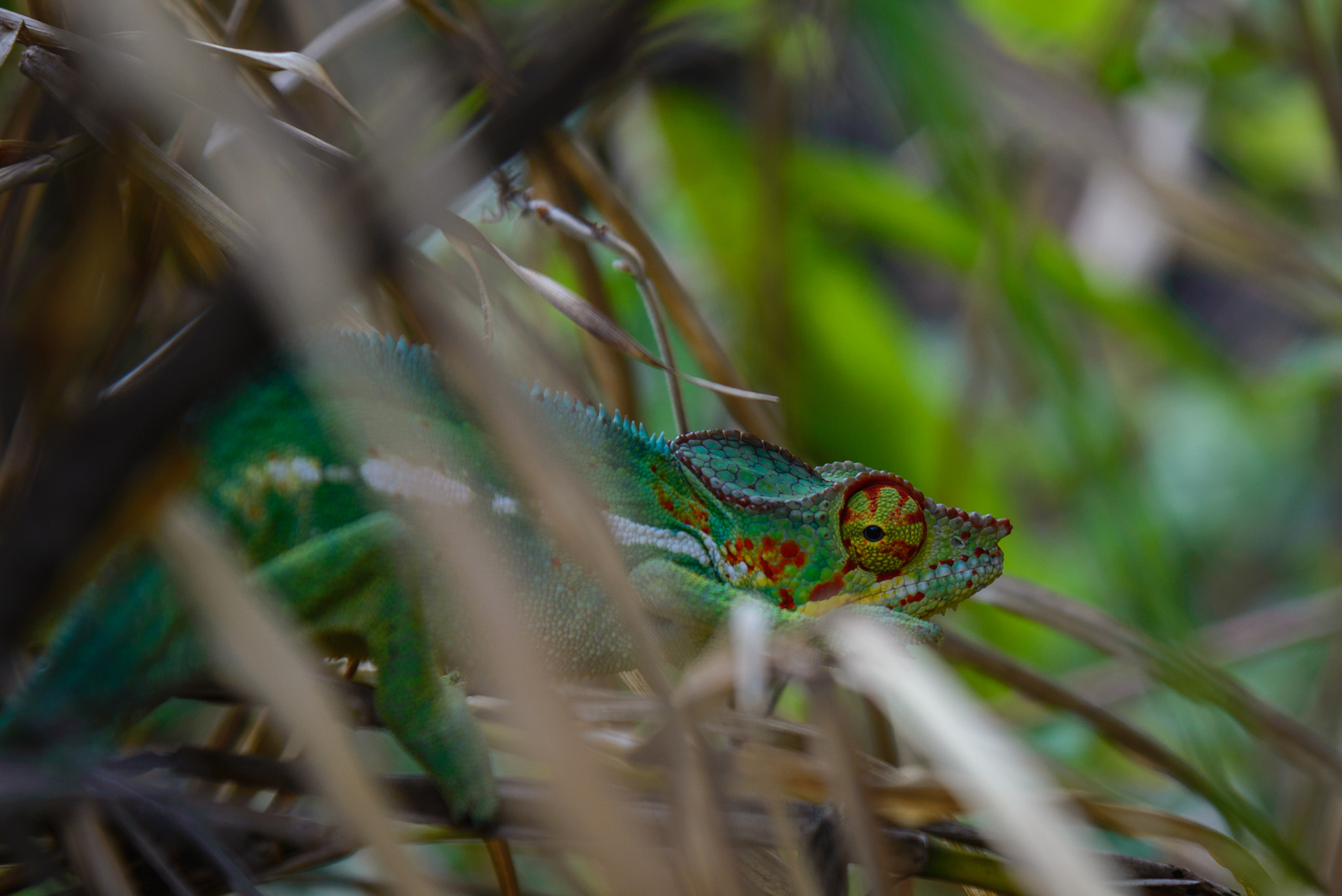 Nikon D600 sample photo. Male panther chameleon in la reunion island photography
