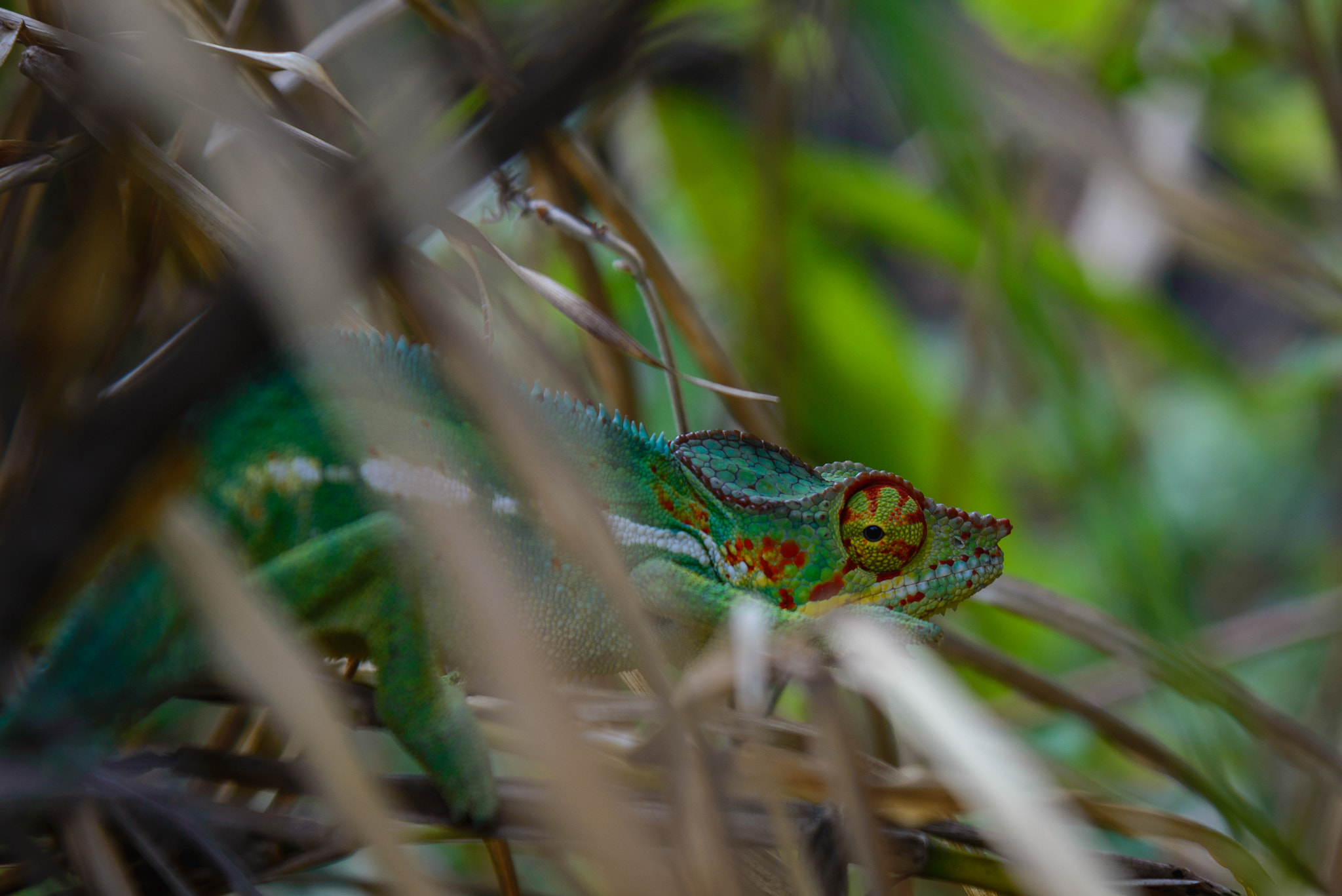 Nikon AF-S Nikkor 24-120mm F4G ED VR sample photo. Male panther chameleon in la reunion island photography