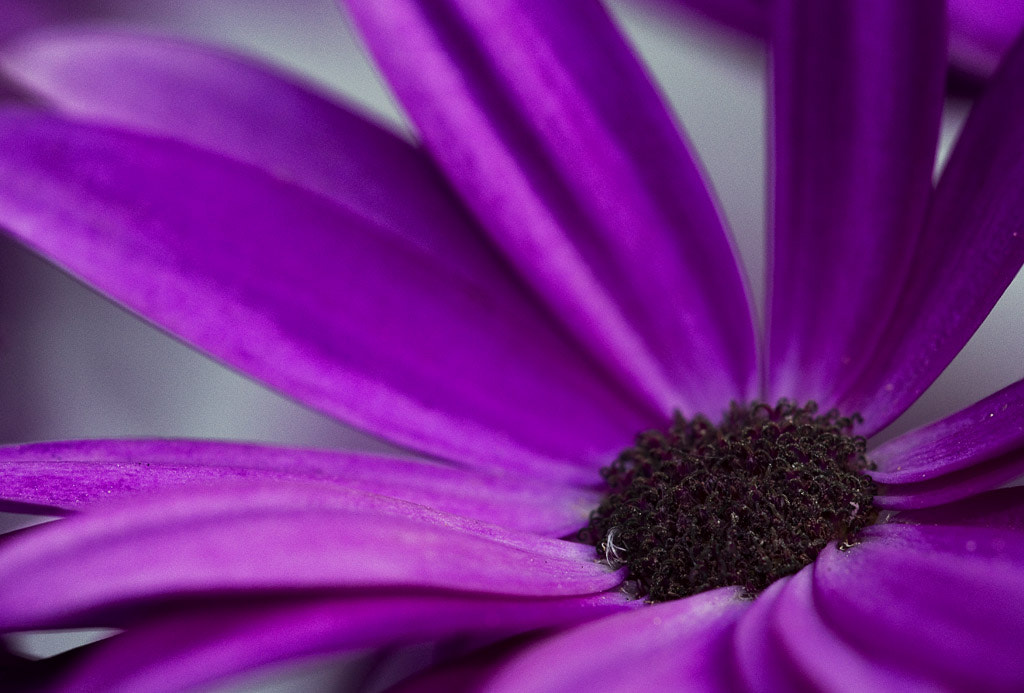 Sigma APO Macro 150mm f/2.8 EX DG HSM sample photo. Lila photography