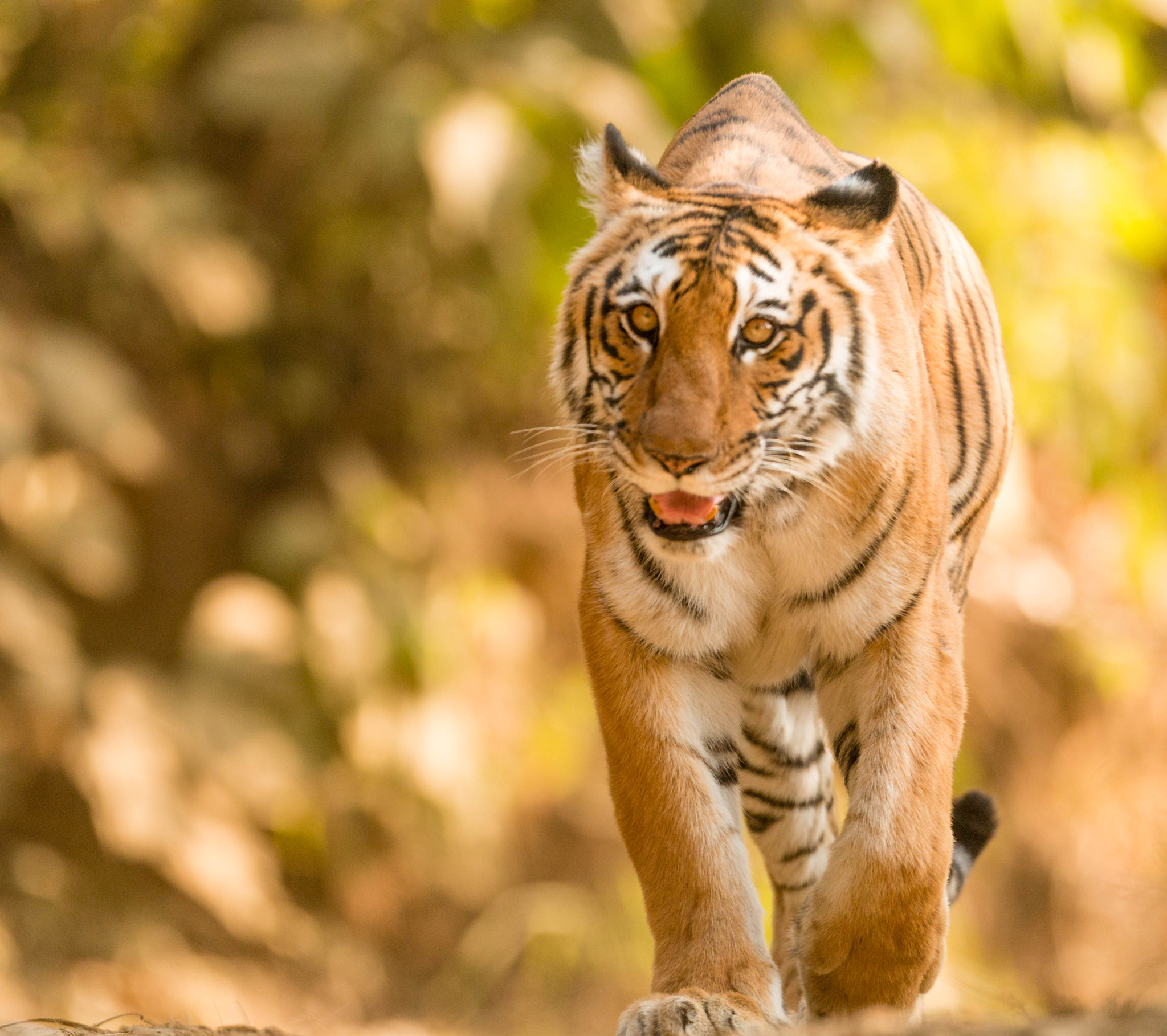 Canon EOS 70D + Canon EF 400mm F2.8L IS USM sample photo. Tigress head on! photography