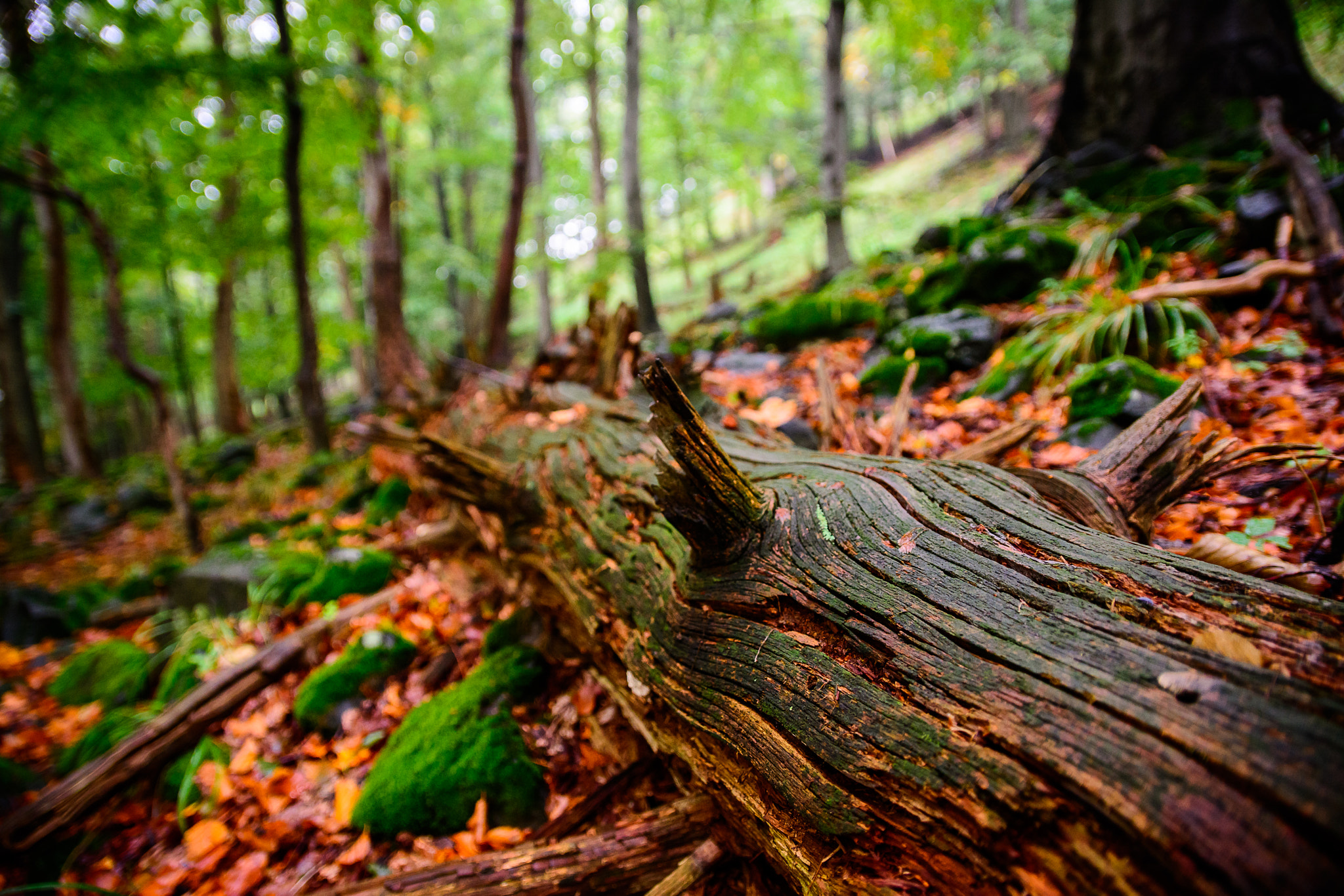 Sigma 17-50mm F2.8 EX DC OS HSM sample photo. Old log photography