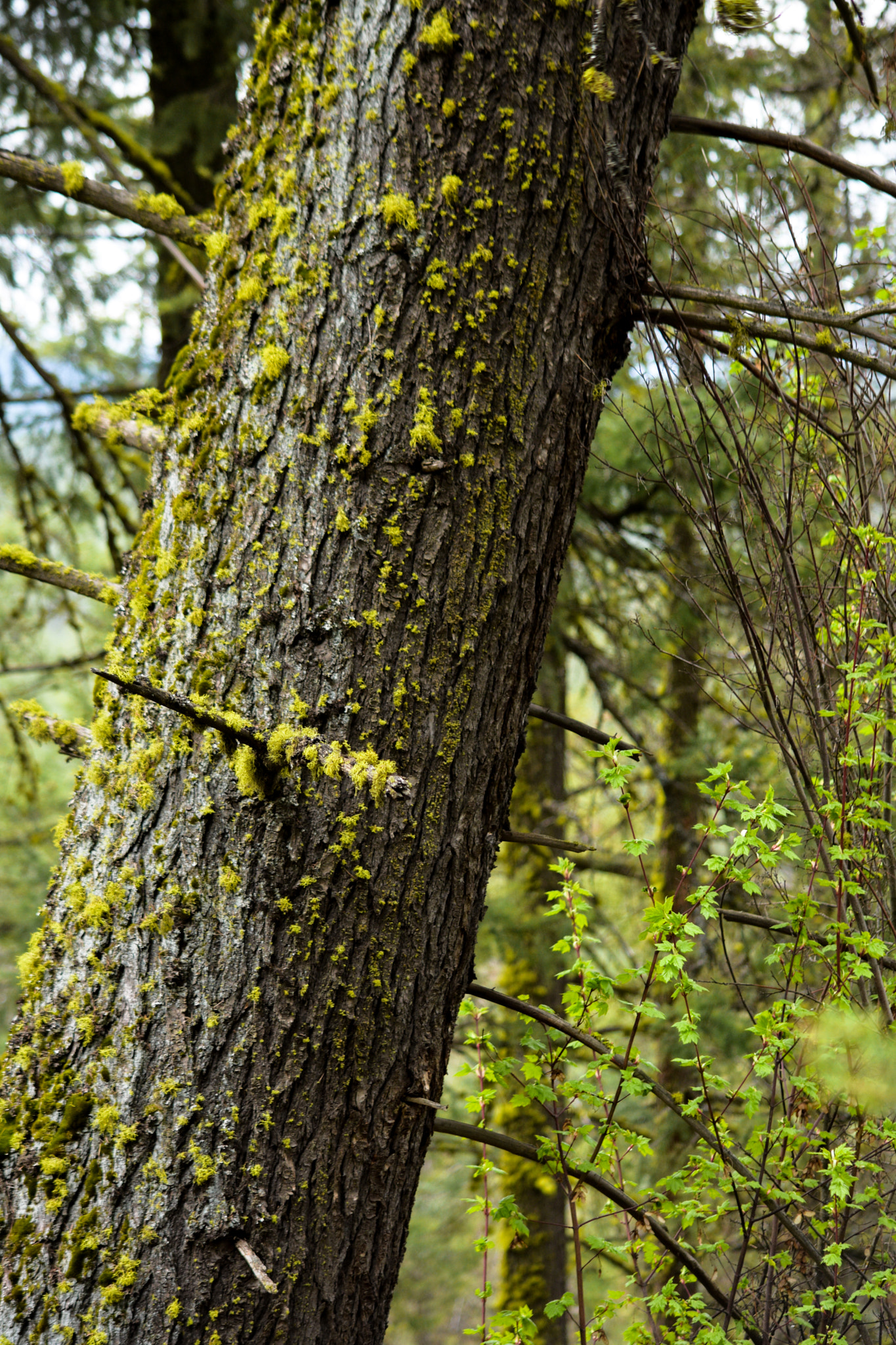 Nikon D7200 sample photo. Moss photography