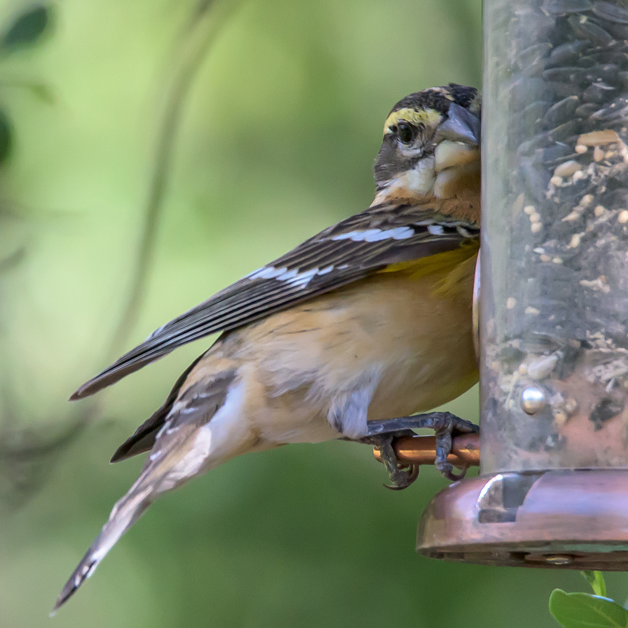 Nikon D810 sample photo. Female black-headed grosbeak photography