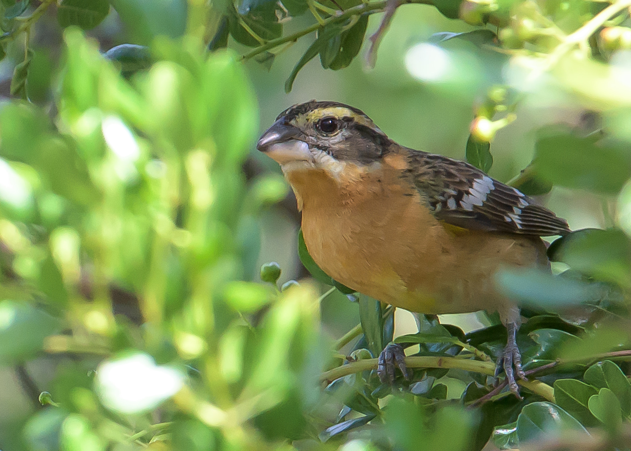 Nikon D810 sample photo. Female black-headed grosbeak photography