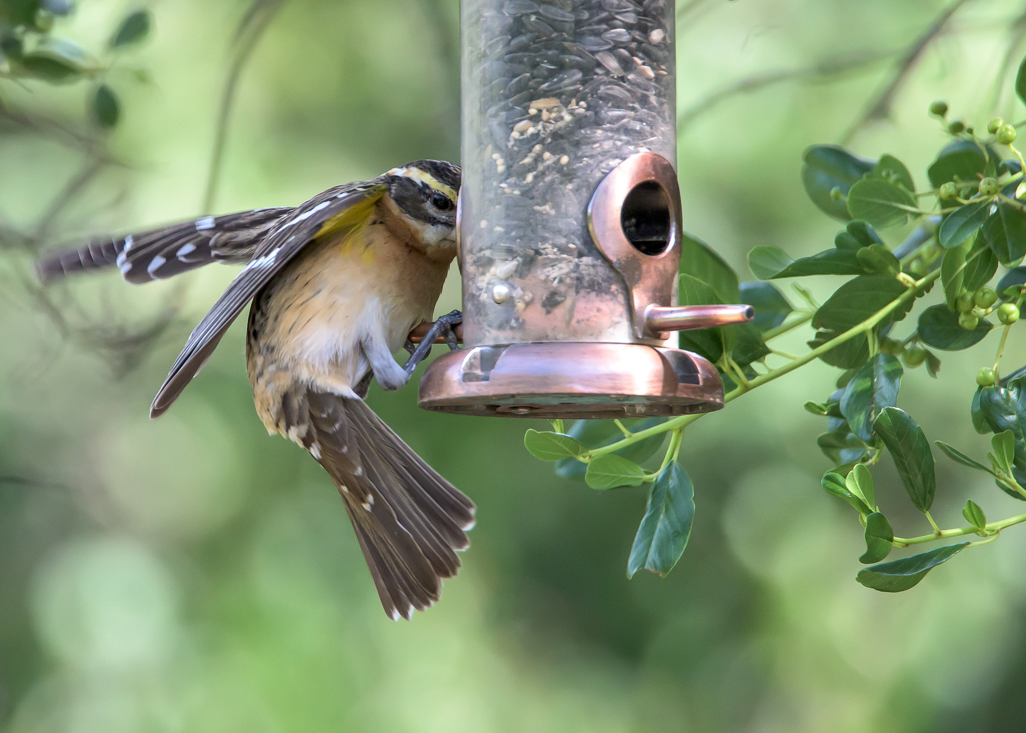 Nikon D810 sample photo. Female black-headed grosbeak photography