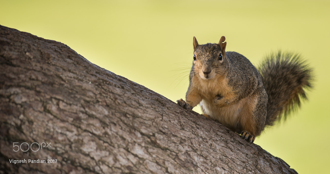 Nikon D800 sample photo. Squirrel got spotted with the nut photography
