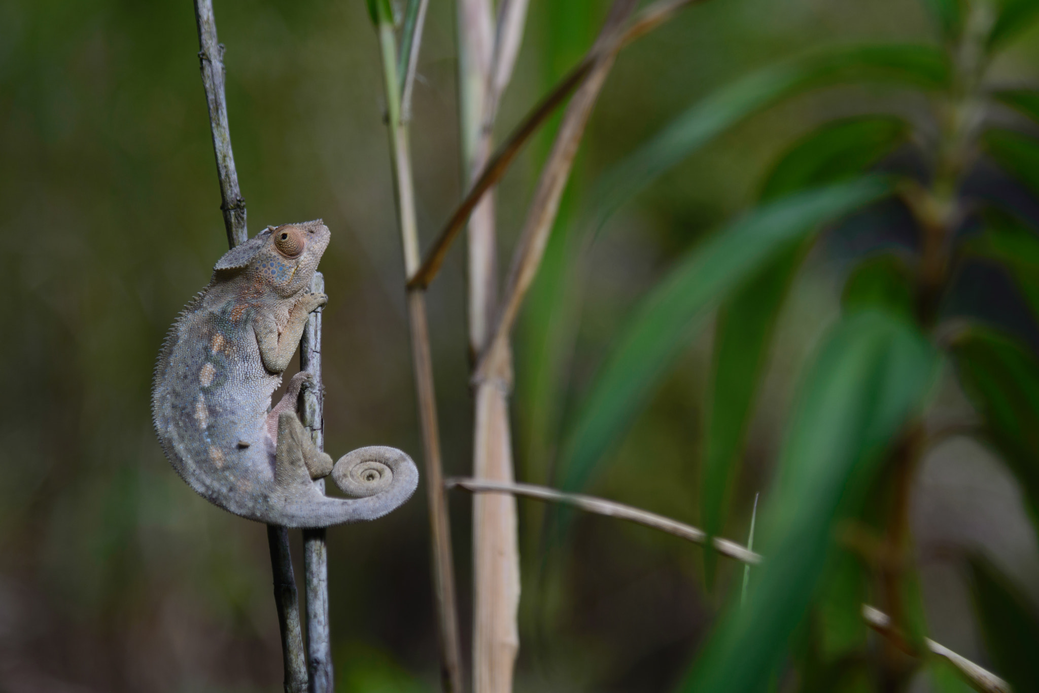 Nikon AF-S Nikkor 24-120mm F4G ED VR sample photo. Female panther chameleon in la runion island photography