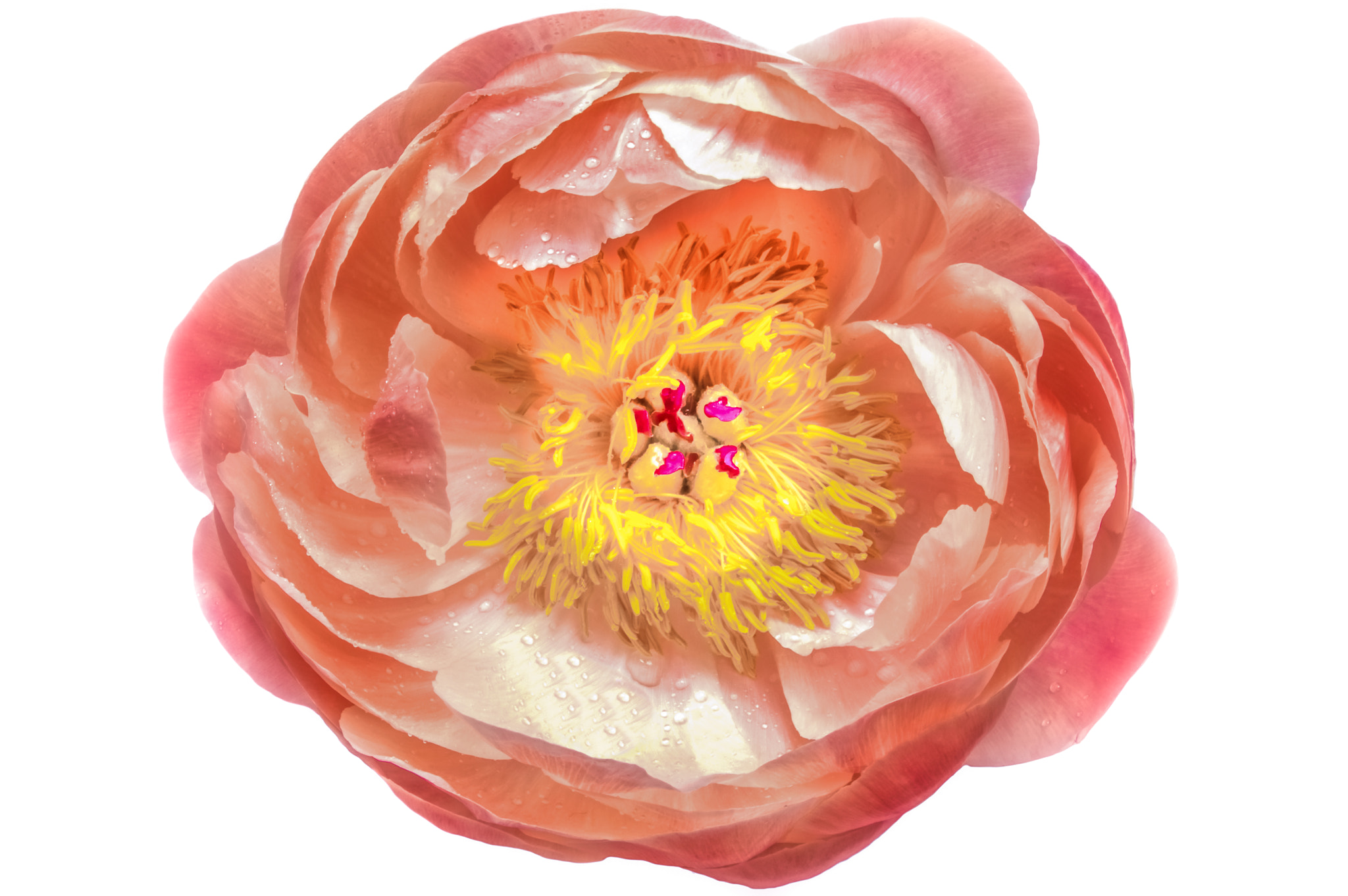 Pentax K-3 II sample photo. Peony photography
