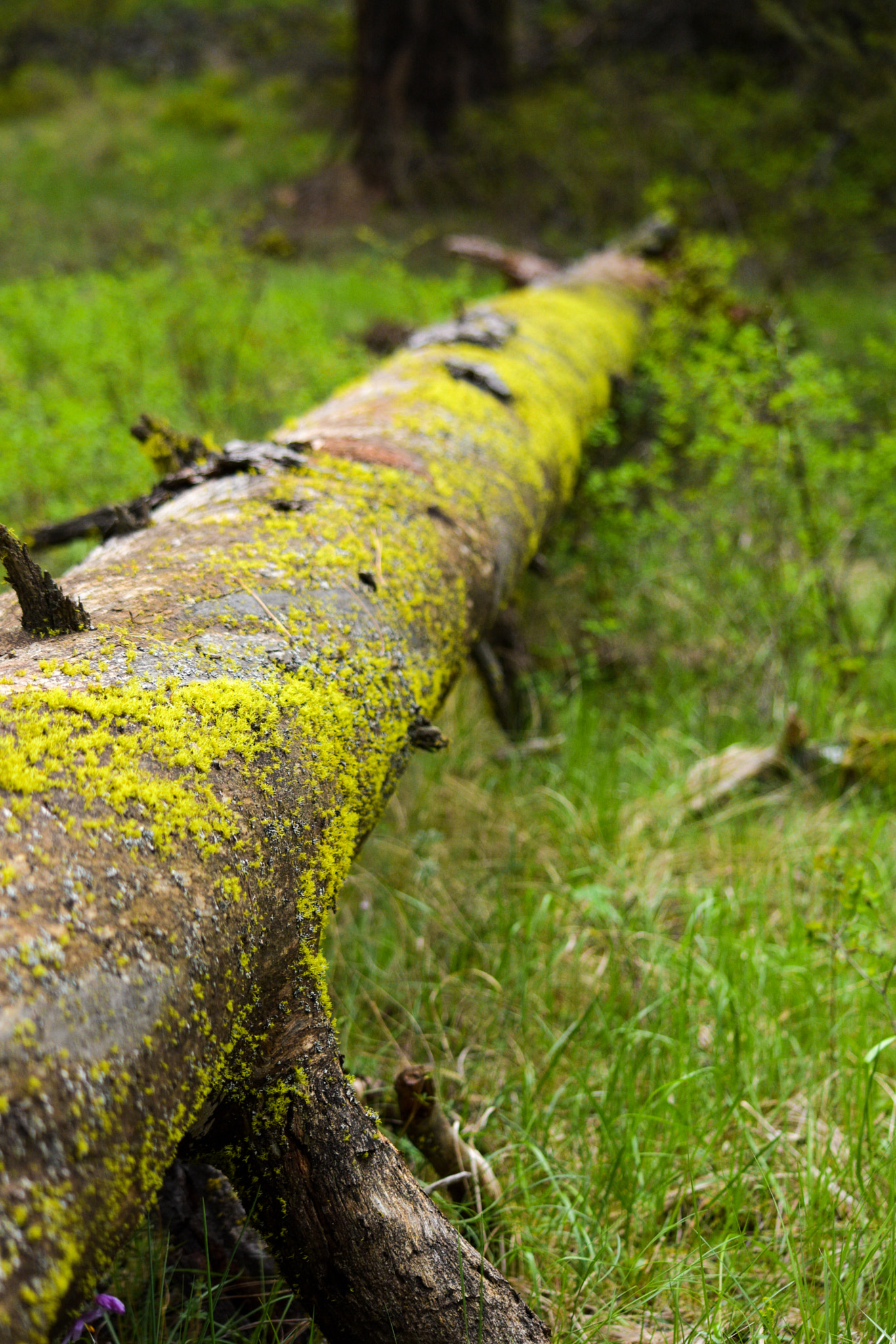 Nikon D7200 sample photo. Moss photography