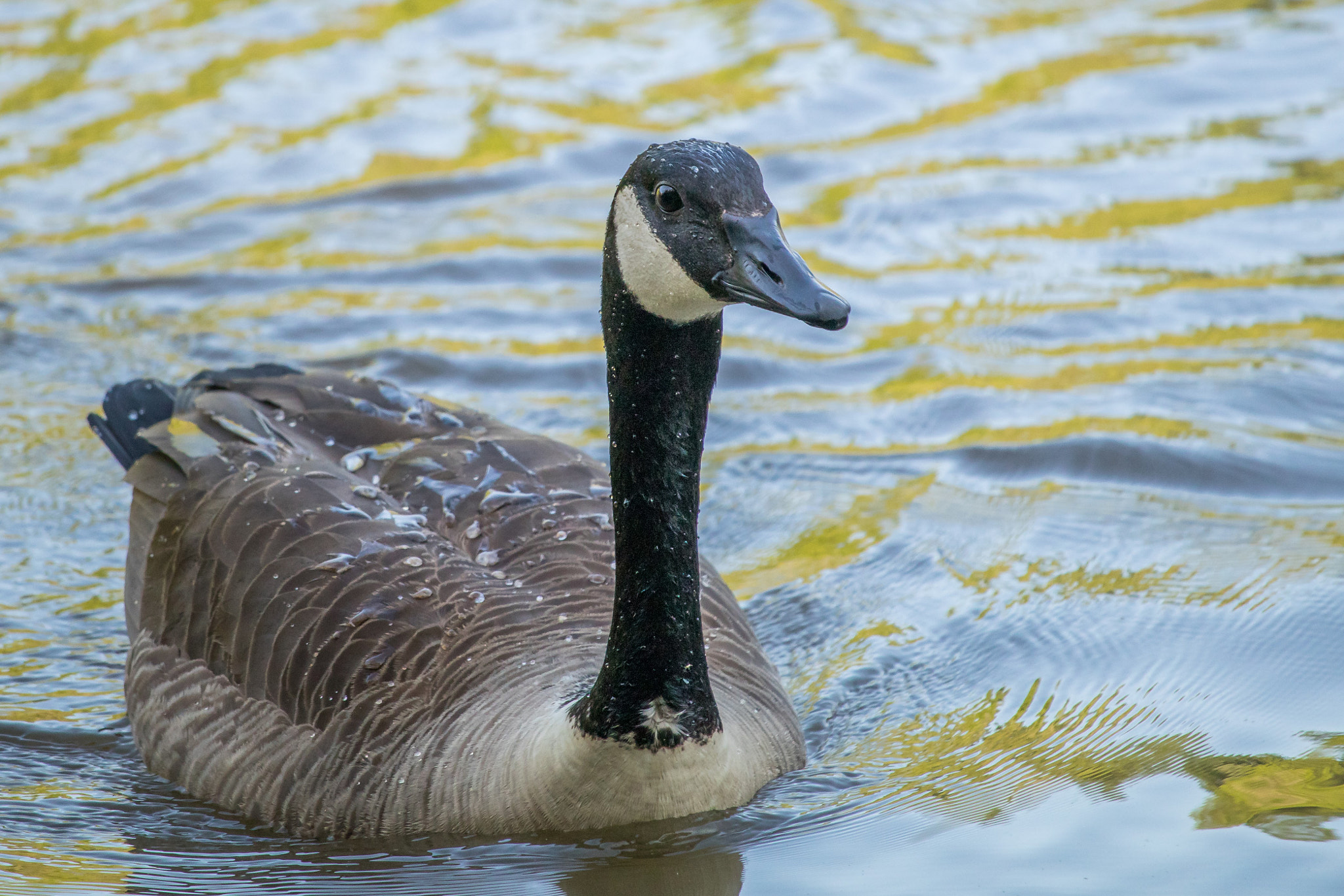 Canon EOS 80D + Canon EF-S 55-250mm F4-5.6 IS STM sample photo. Wet goose photography