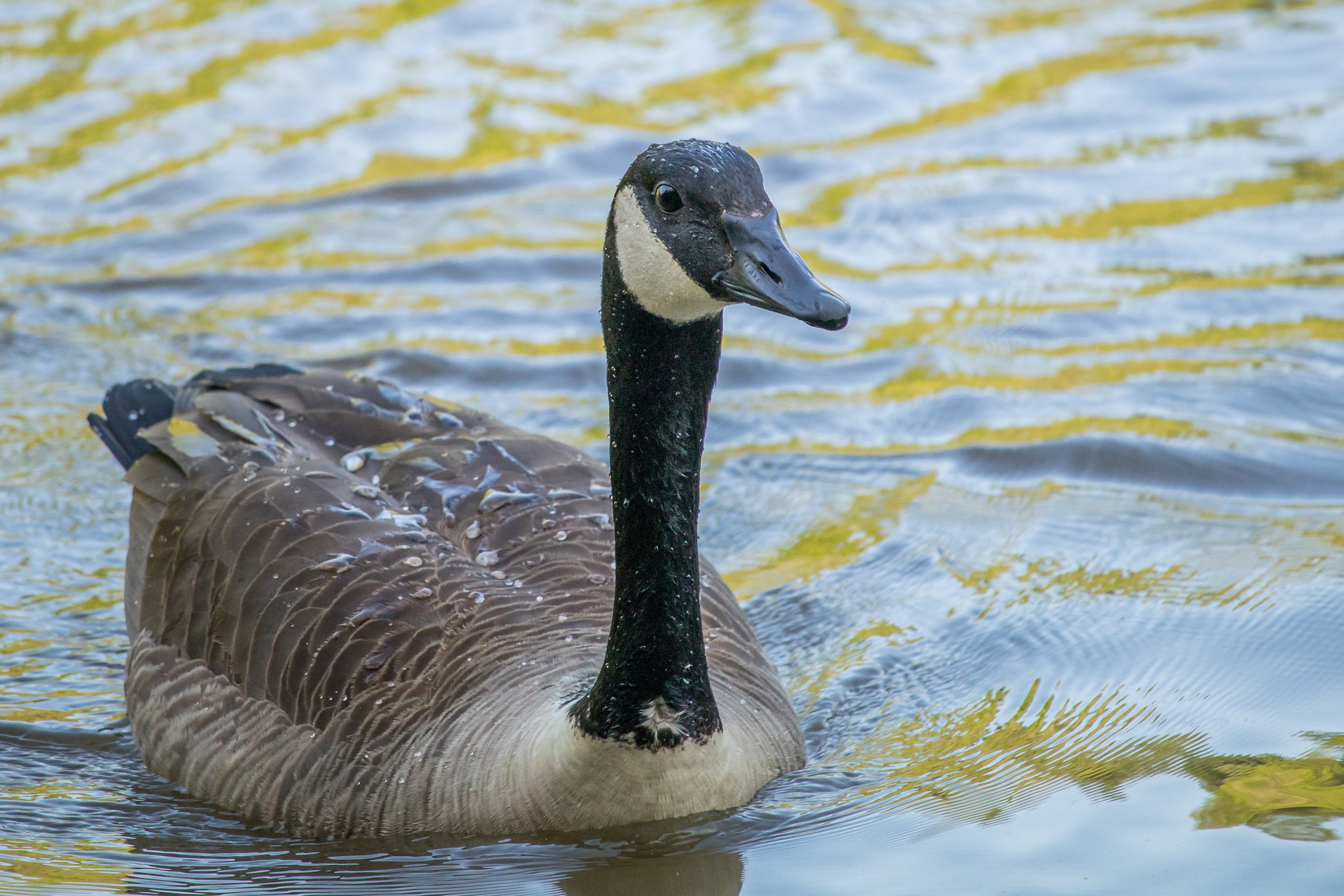 Canon EF-S 55-250mm F4-5.6 IS STM sample photo. Wet goose photography