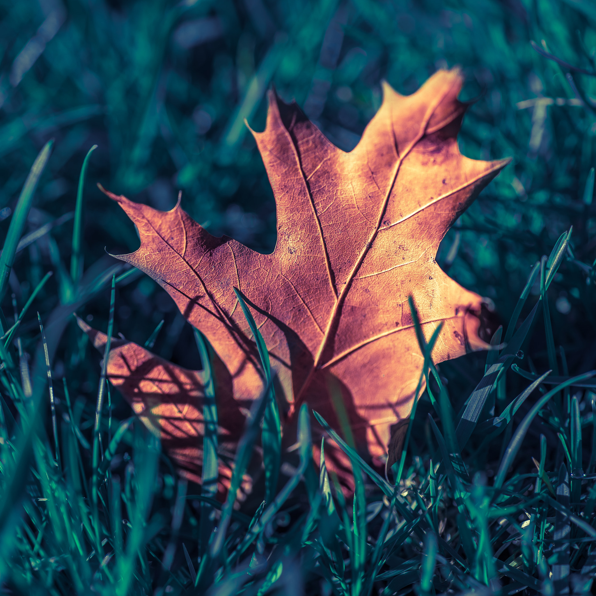 Nikon D600 + Nikon AF Micro-Nikkor 60mm F2.8D sample photo. A maple leaf on the grass photography