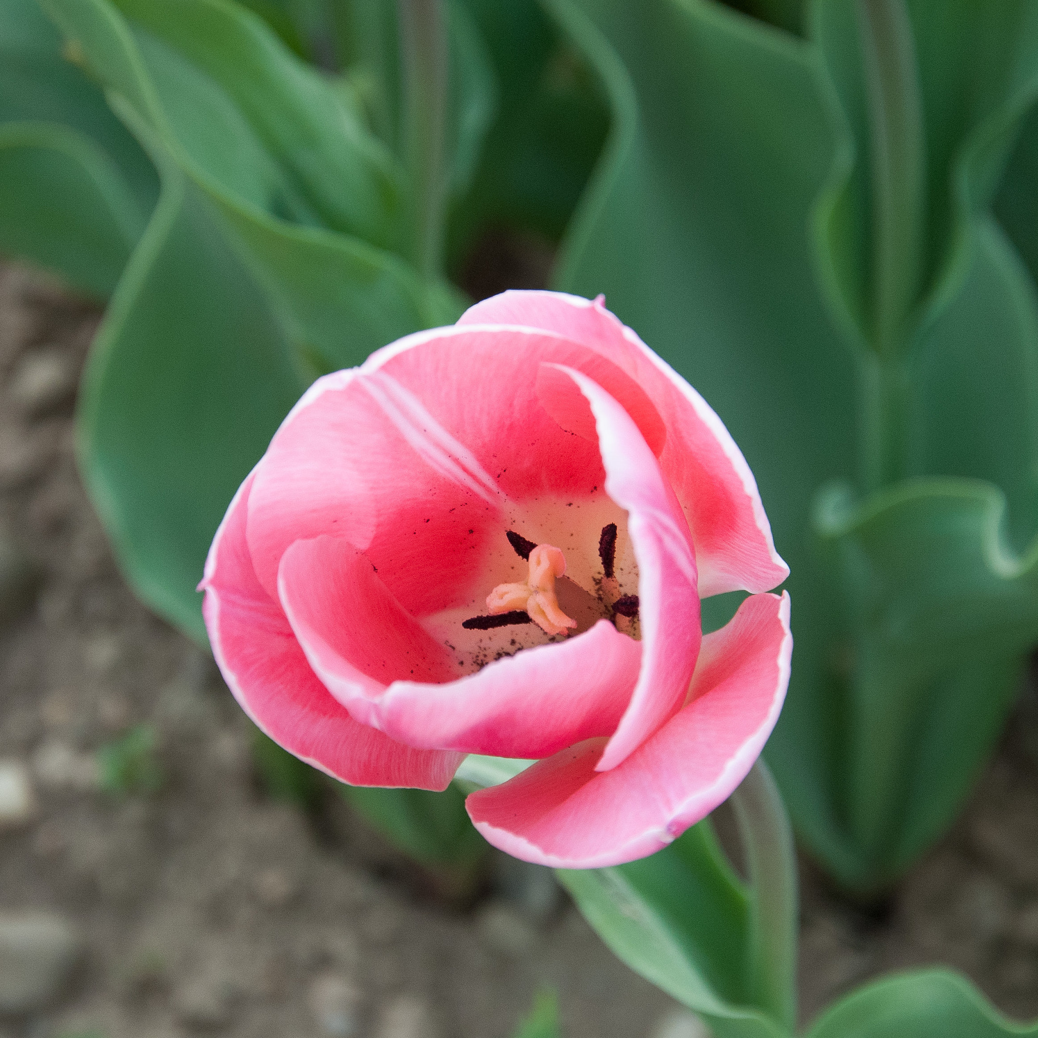 Nikon D3000 sample photo. Disclosing to you photography