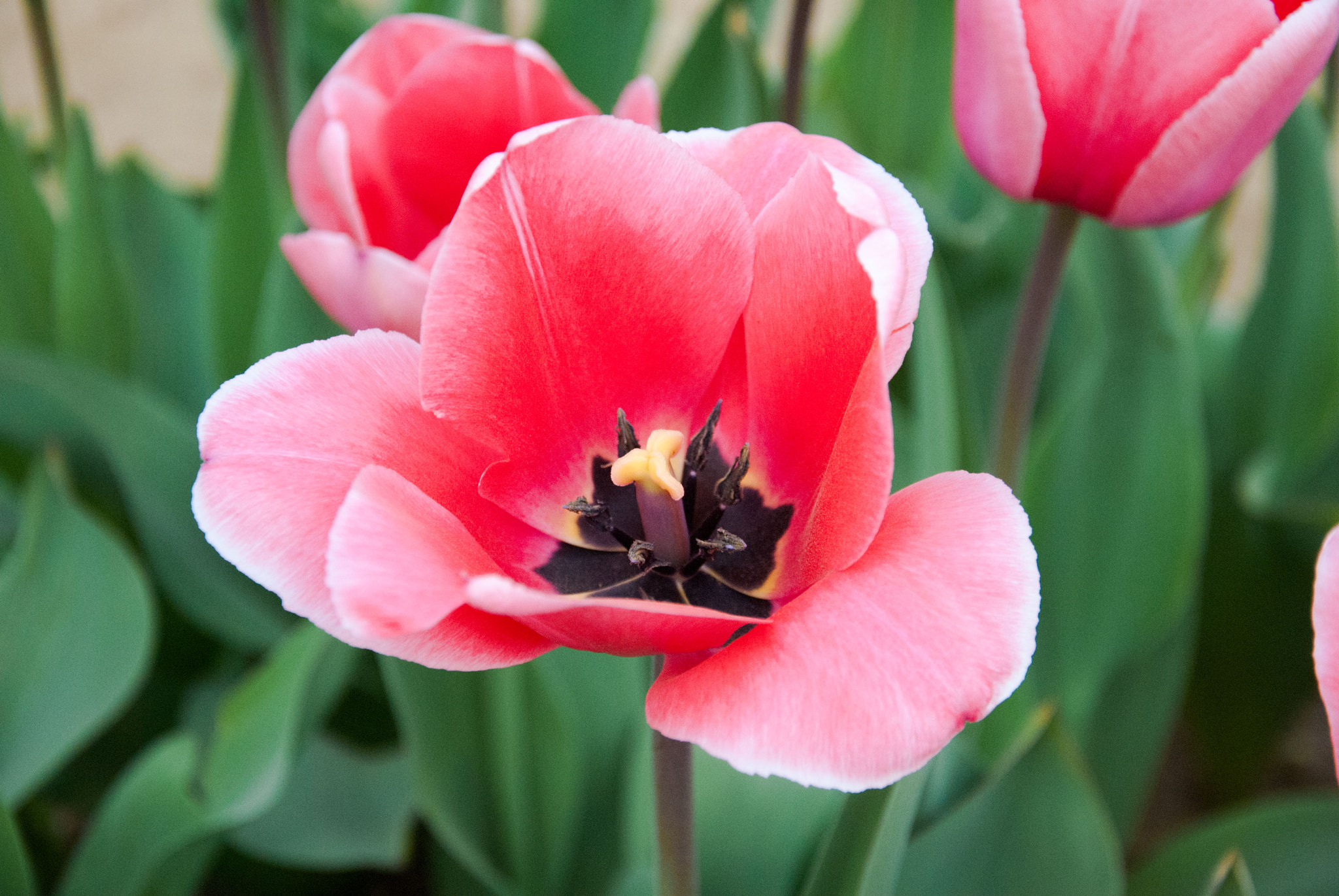Nikon D3000 sample photo. Rose tulip photography