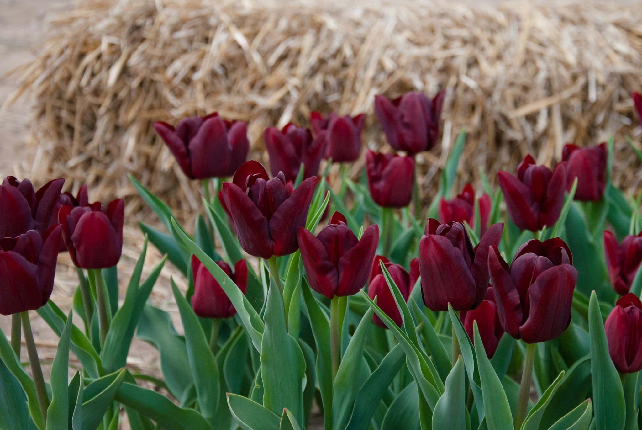 Nikon D3000 sample photo. Soft spring photography