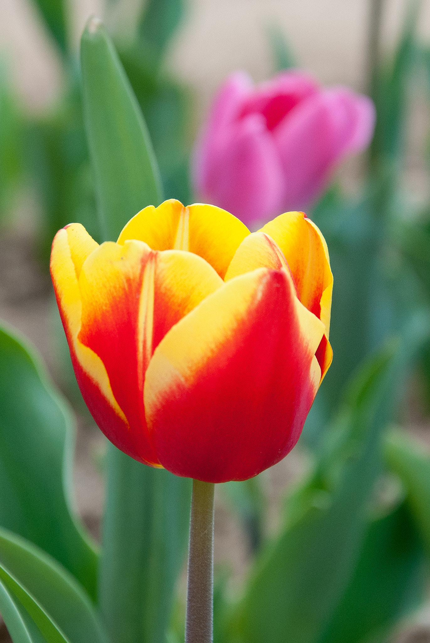 Nikon D3000 sample photo. The tulip photography