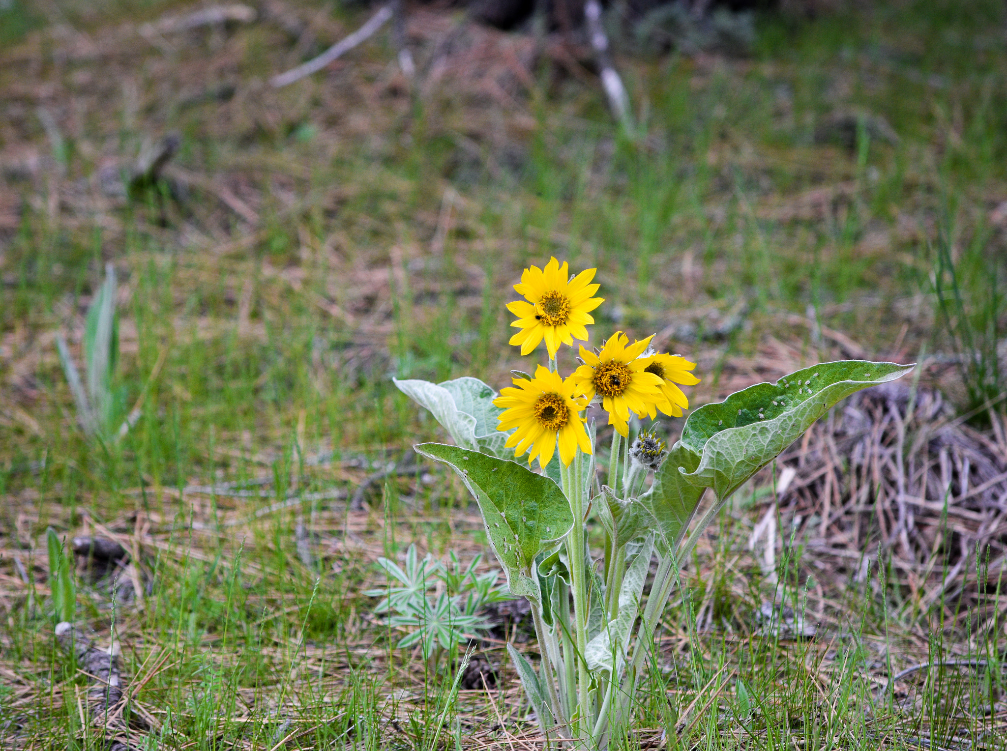 Nikon D7200 sample photo. Flowers photography