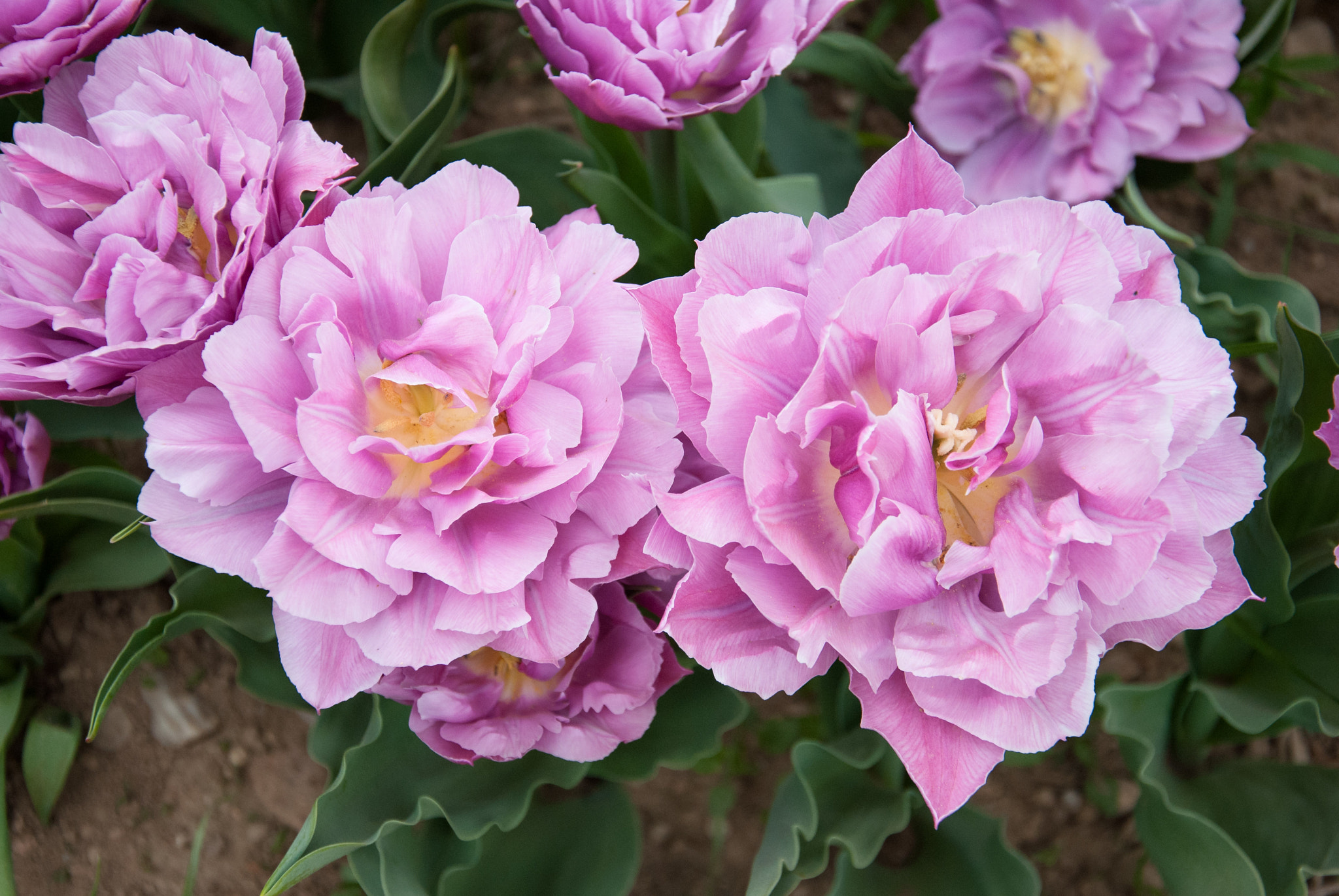Nikon D3000 sample photo. Particular tulips photography