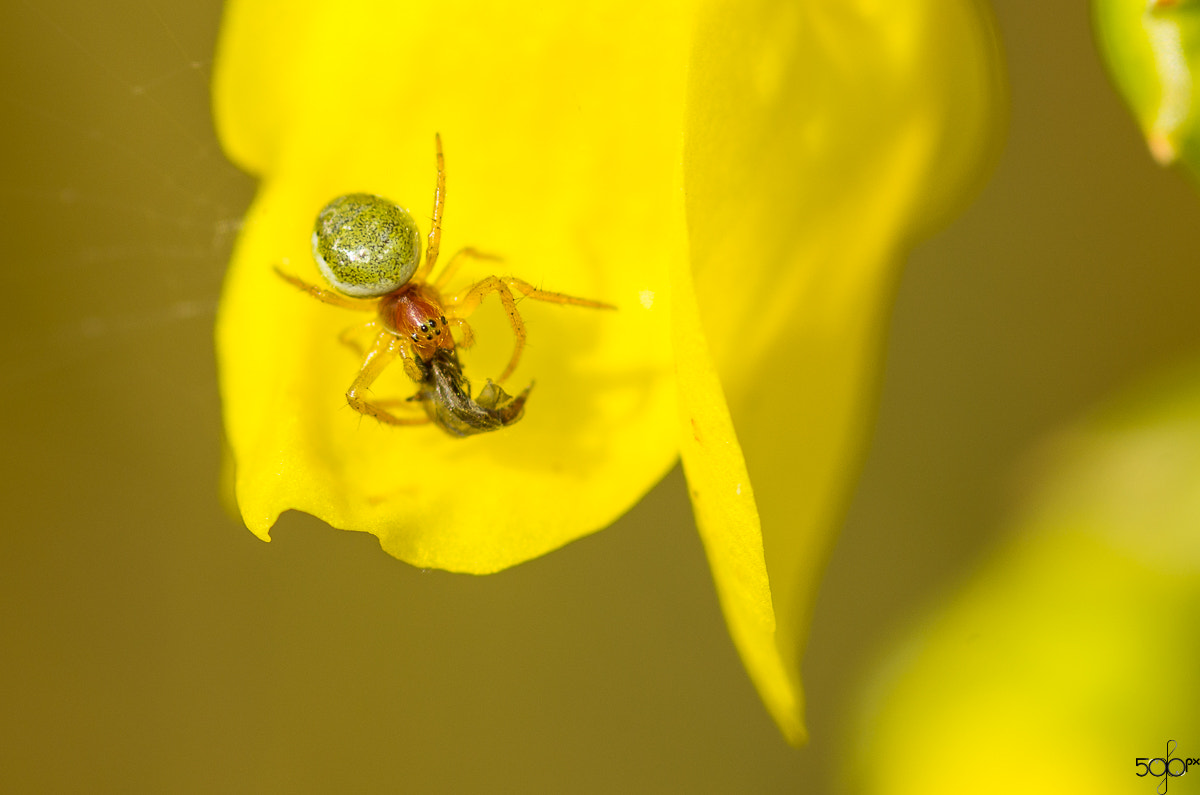 Pentax smc D-FA 100mm F2.8 macro sample photo. Jb px49 photography