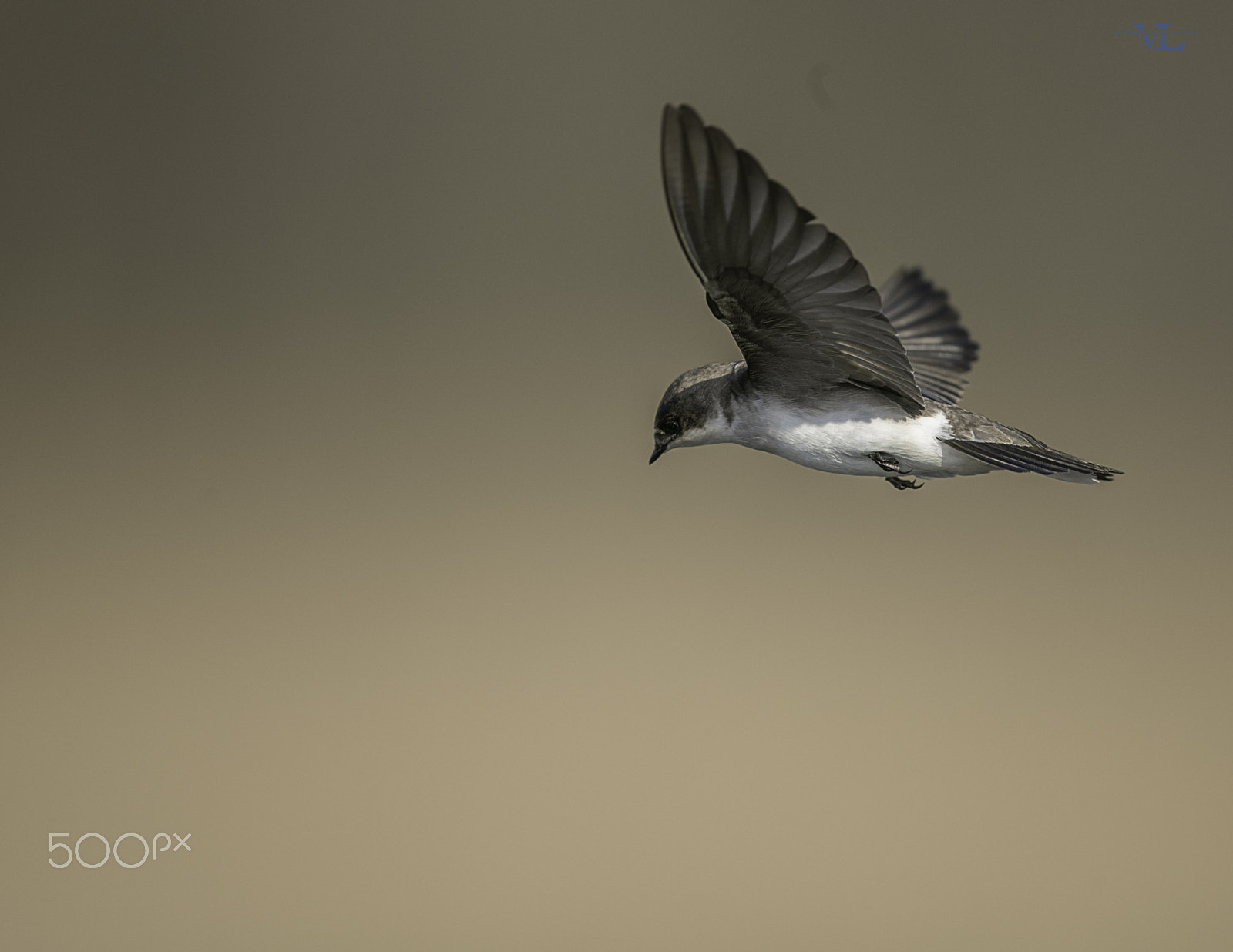 Canon EF 600mm F4L IS II USM sample photo. Tree swallow photography
