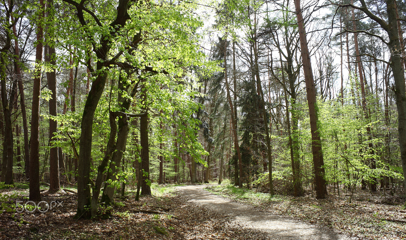 Canon EF 35-80mm f/4-5.6 sample photo. Sunny forest photography