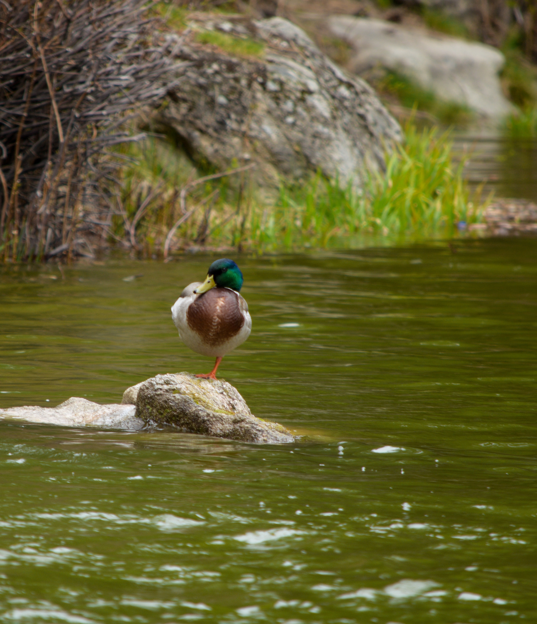 Nikon D7200 sample photo. Duck photography