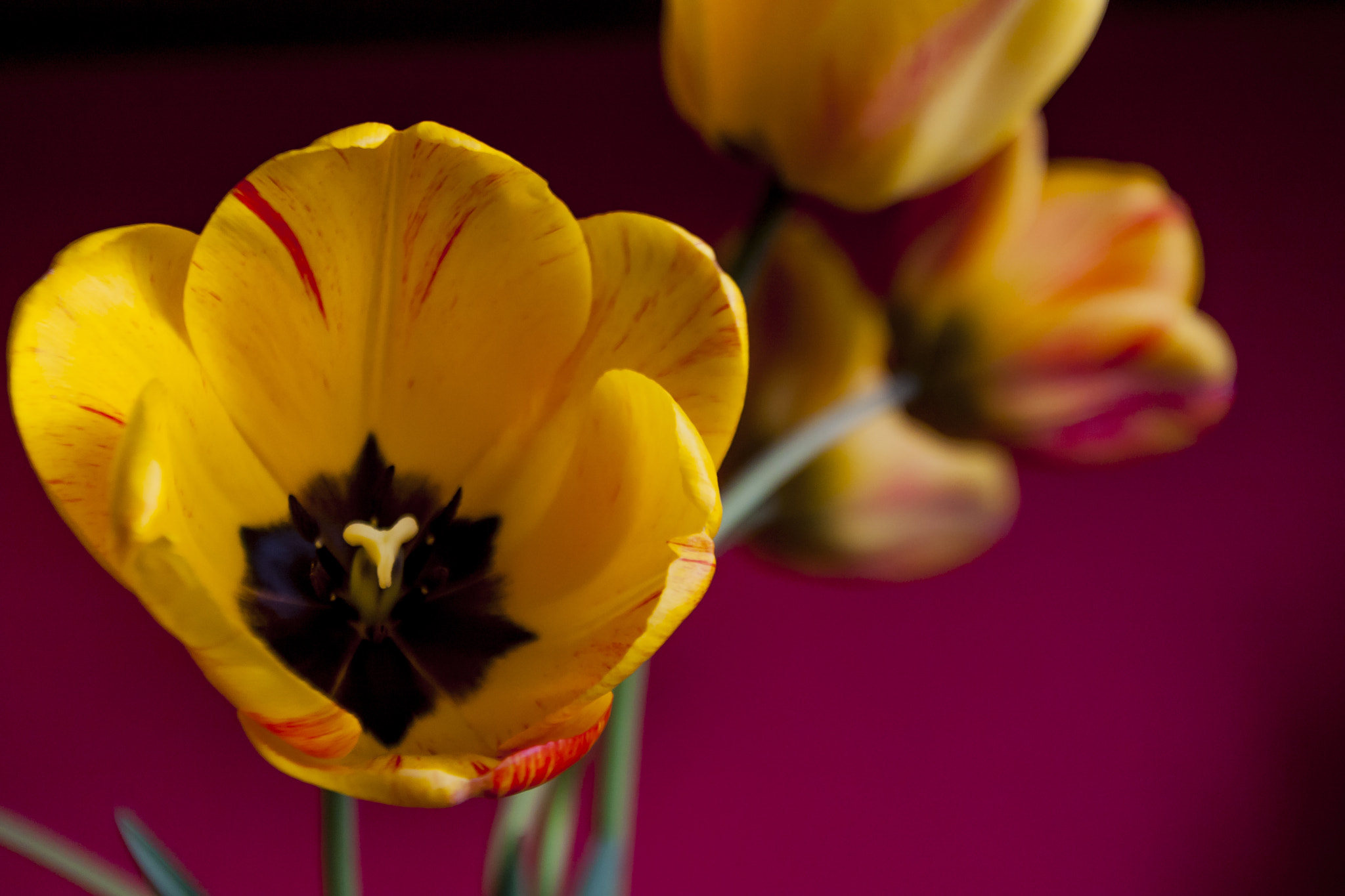 Canon EOS 40D sample photo. Tulips photography