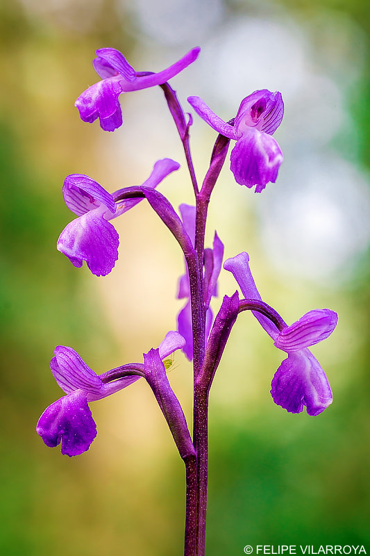 Nikon D7200 + Sigma 70mm F2.8 EX DG Macro sample photo. Anacamptis champagneuxii, champagne´s orchid photography