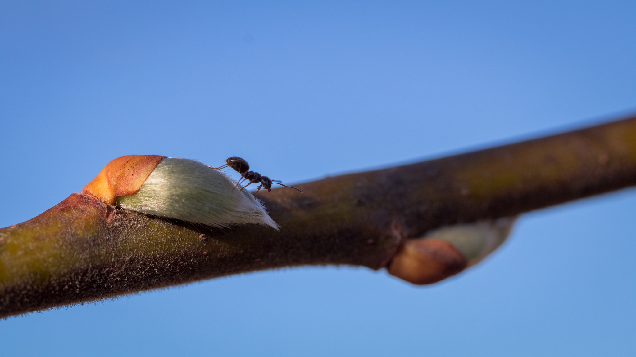 Canon EF 100mm F2.8L Macro IS USM sample photo. Ant photography