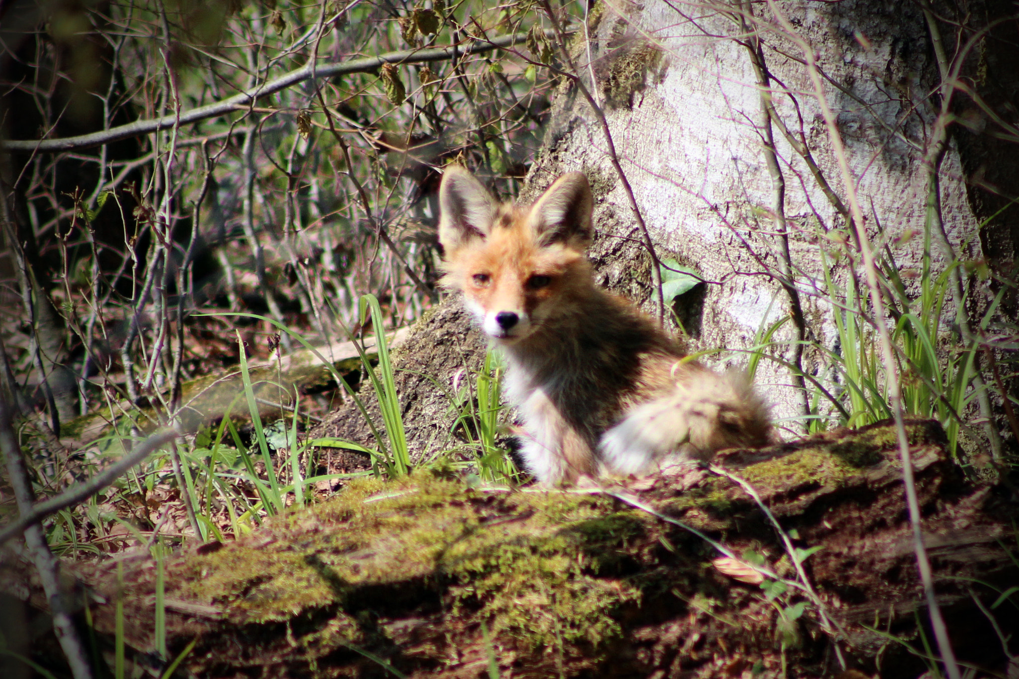 Canon EOS 600D (Rebel EOS T3i / EOS Kiss X5) + EF75-300mm f/4-5.6 sample photo. Fox photography