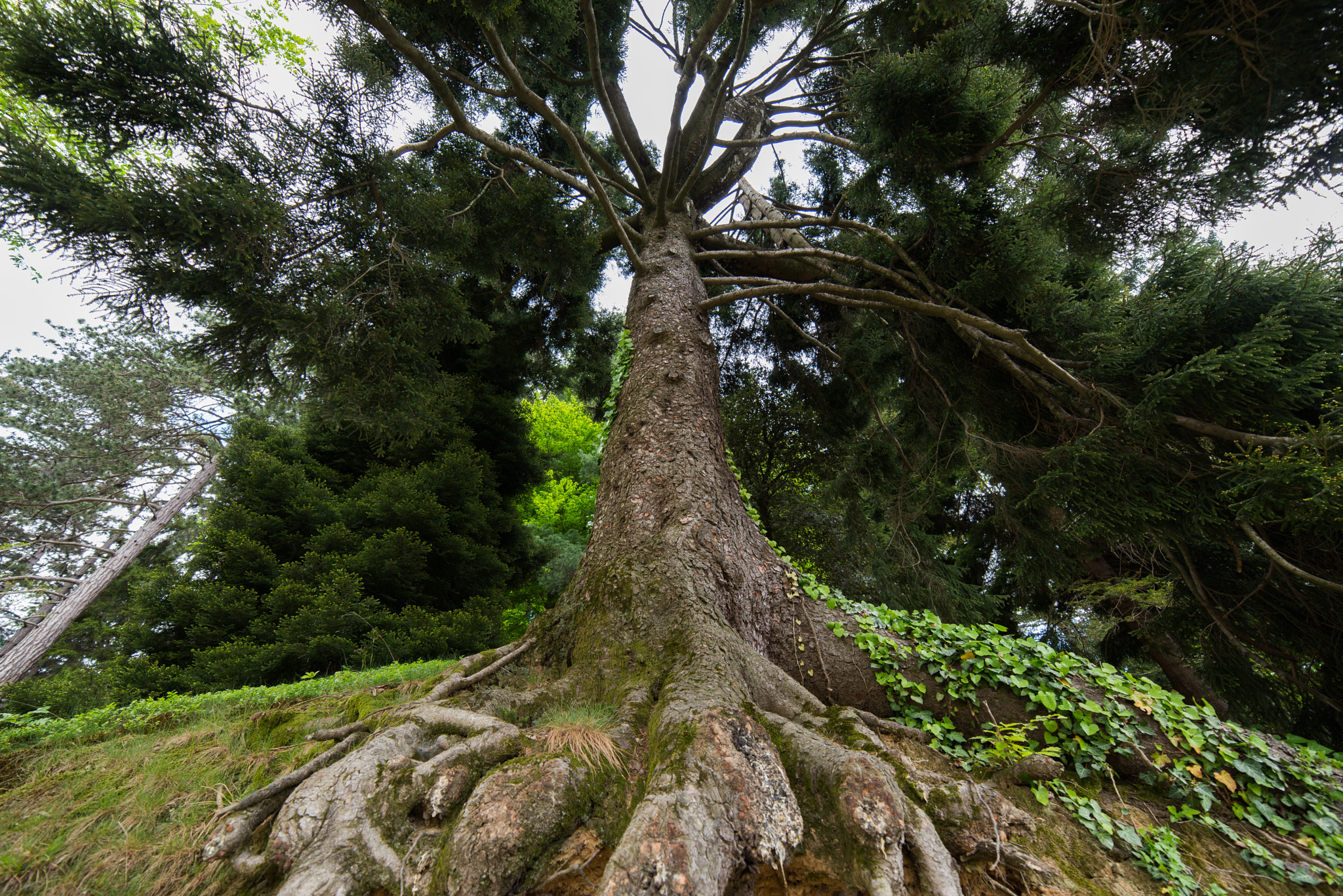 Samyang 14mm F2.8 ED AS IF UMC sample photo. Burcina park photography