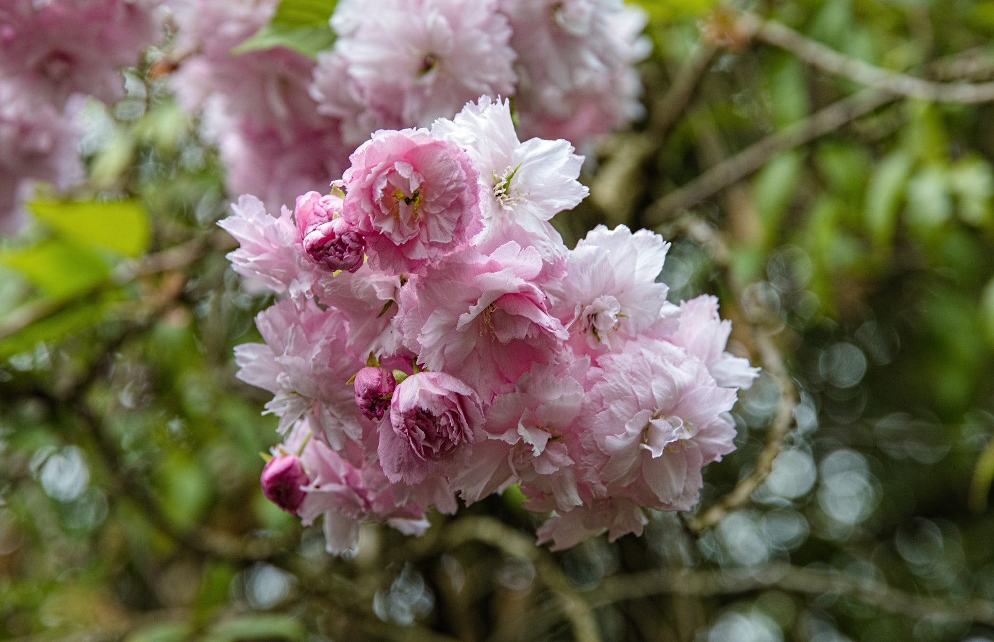 Canon EOS 5D Mark IV + Sigma 24-105mm f/4 DG OS HSM | A sample photo. Cherry blossom 2 photography