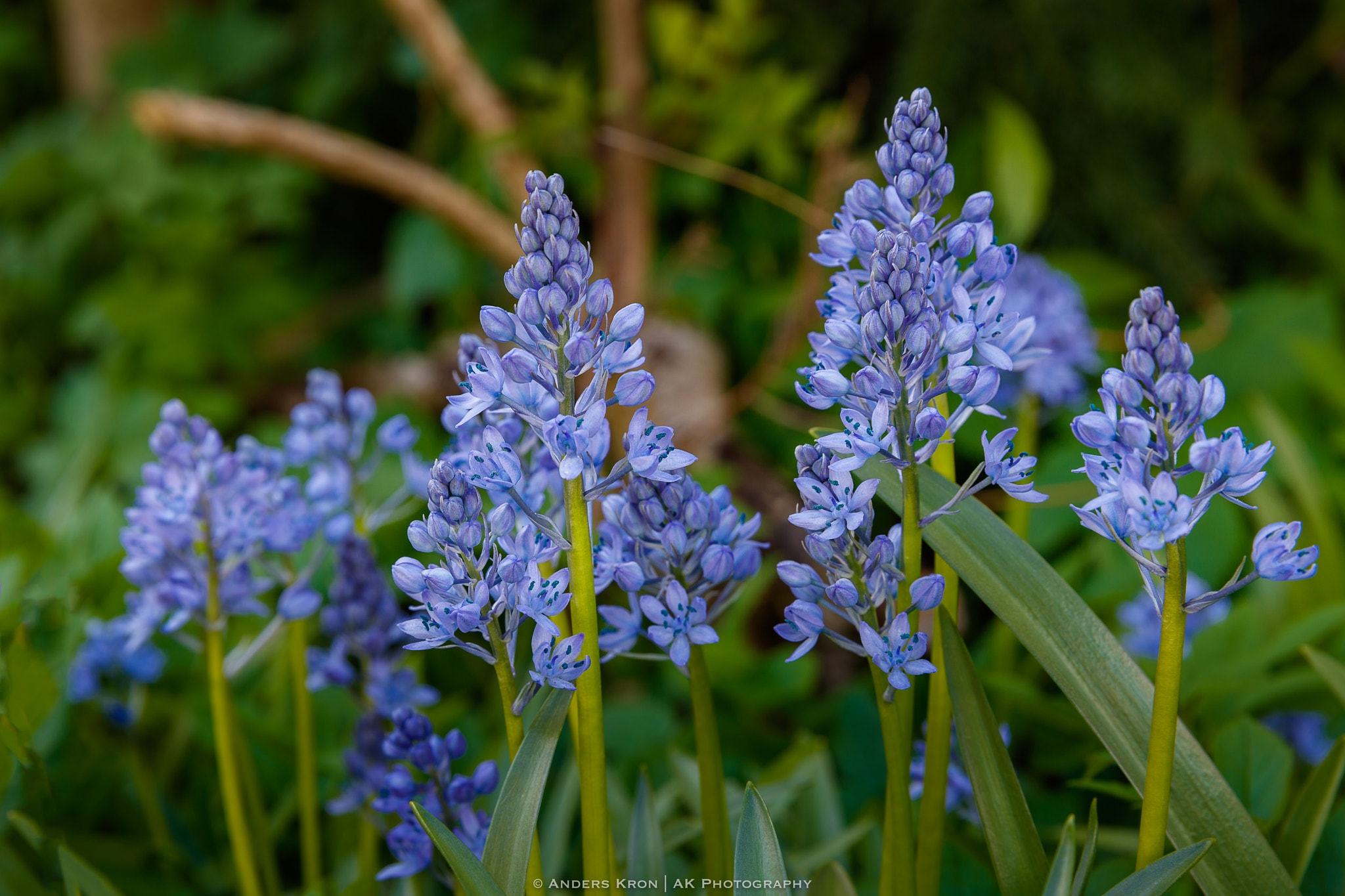 Canon EF 24-70mm F2.8L II USM sample photo. Spring flowers photography