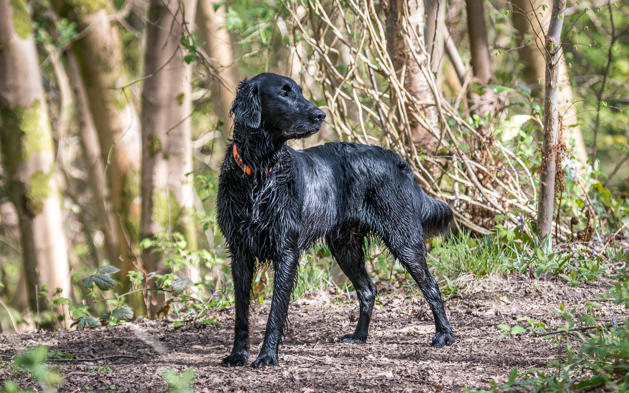 Canon EF 100-400mm F4.5-5.6L IS USM sample photo. Jett out for a walk photography