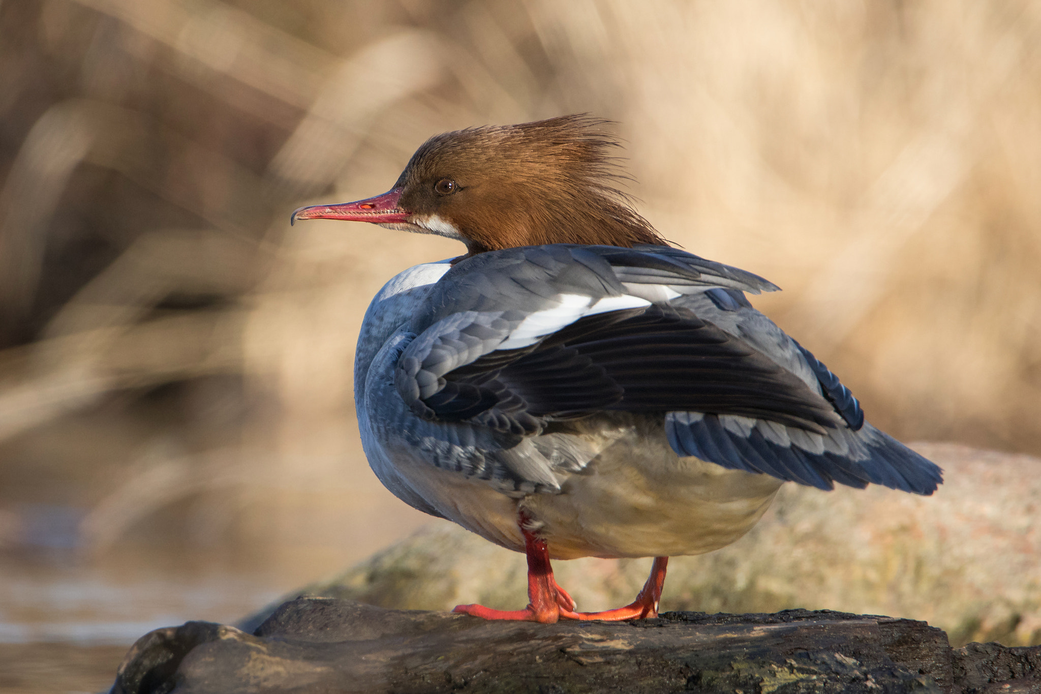 Canon EOS 80D + Canon EF 100-400mm F4.5-5.6L IS II USM sample photo. Common merganser photography