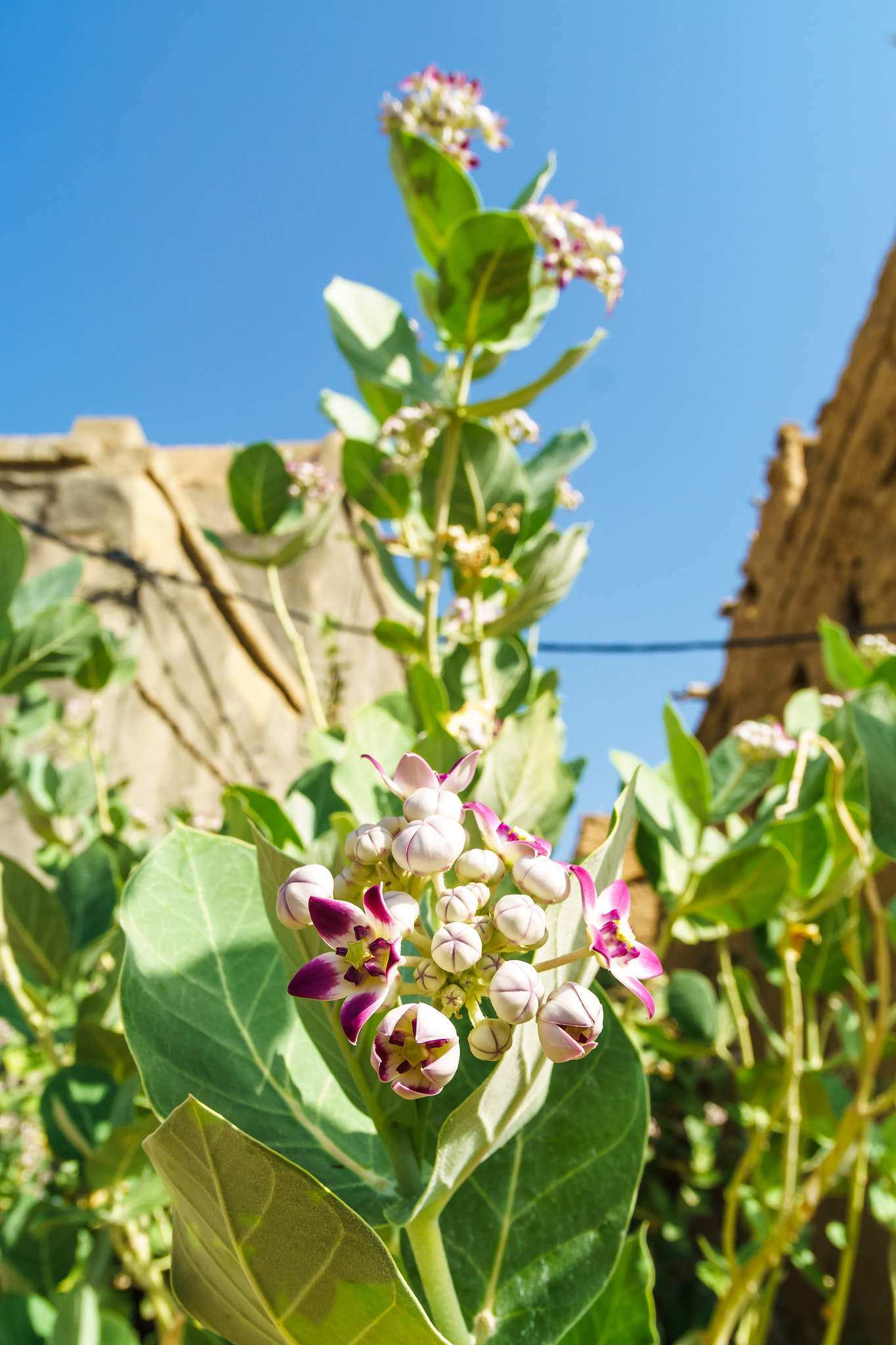 Sony ILCA-77M2 + Sigma 17-70mm F2.8-4.5 (D) sample photo. Something green in ruins photography