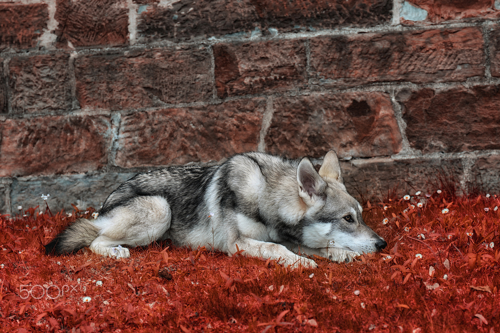 Canon EF 24-105mm F4L IS USM sample photo. Magicworld photography