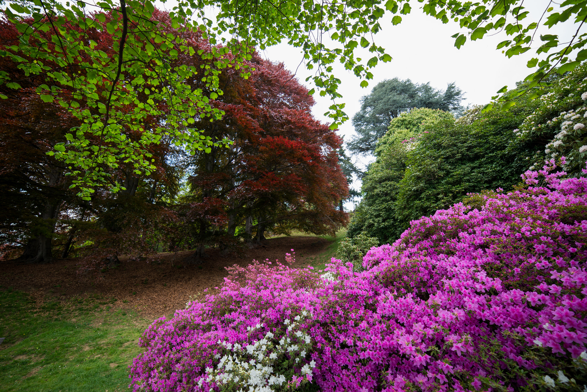 Samyang 14mm F2.8 ED AS IF UMC sample photo. Burcina park photography