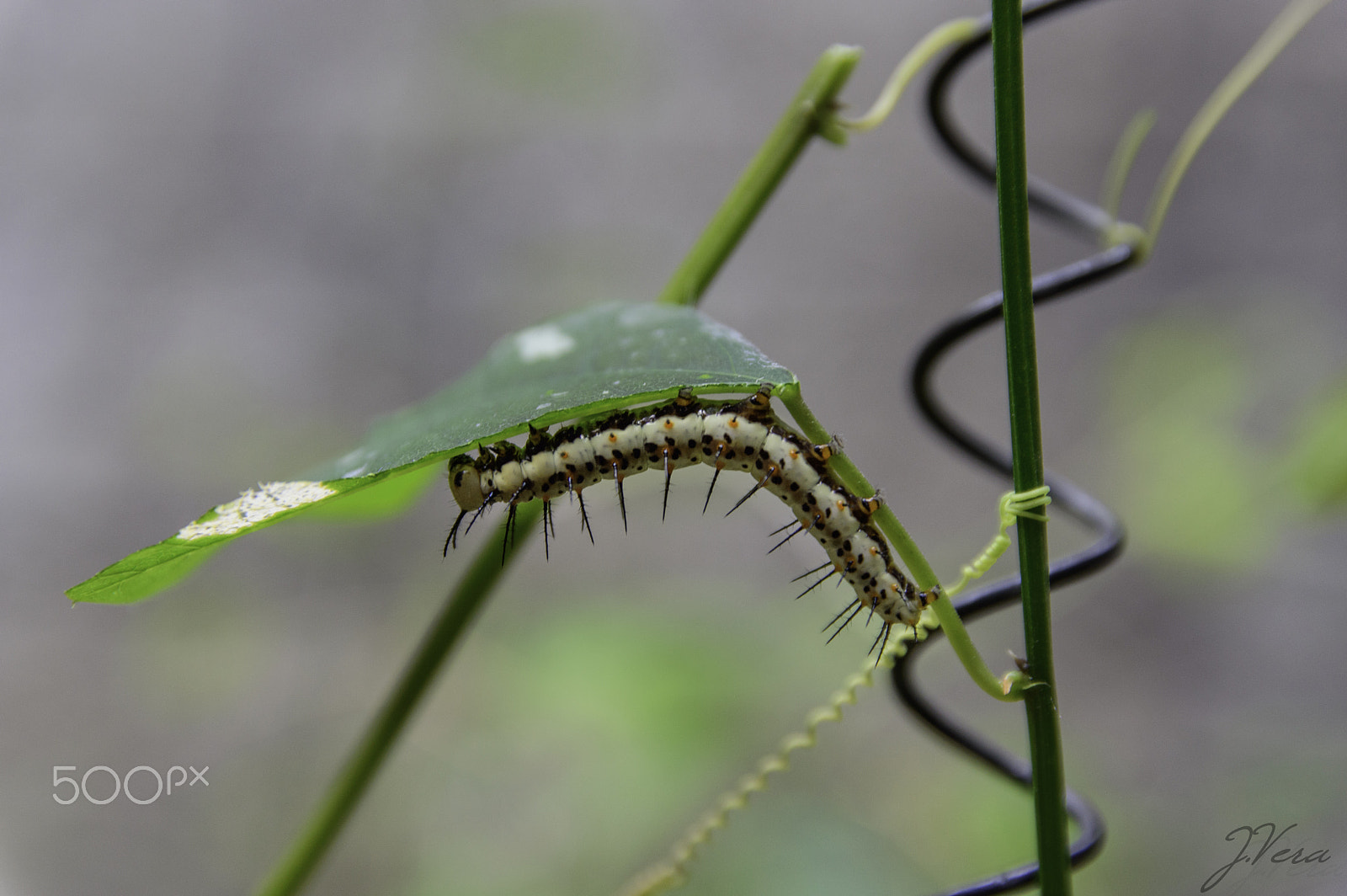 Nikon D3200 sample photo. Caterpillar photography