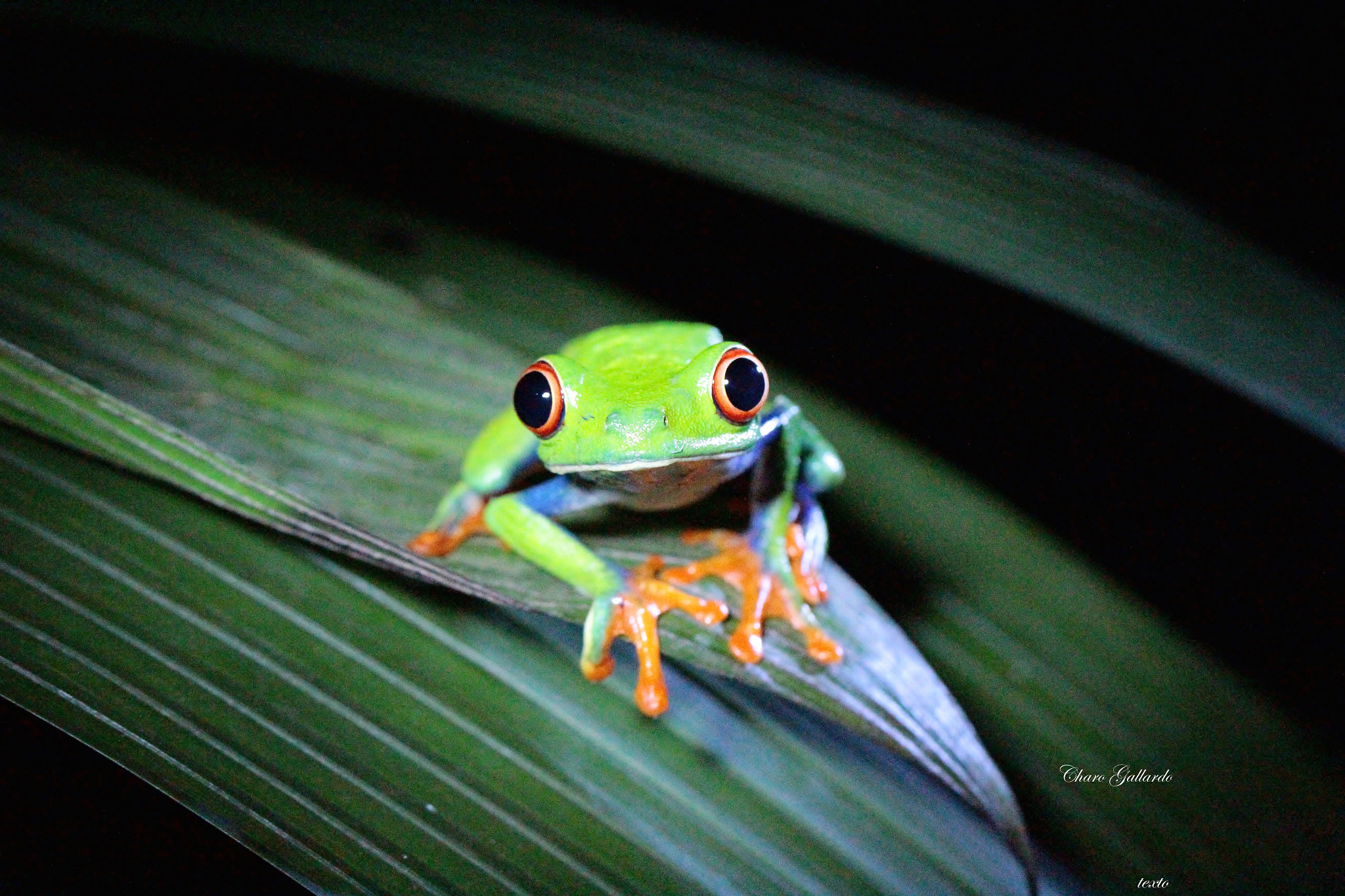 Canon EOS 60D + Canon EF 100mm F2.8L Macro IS USM sample photo. A little red eye frog from costa rica photography