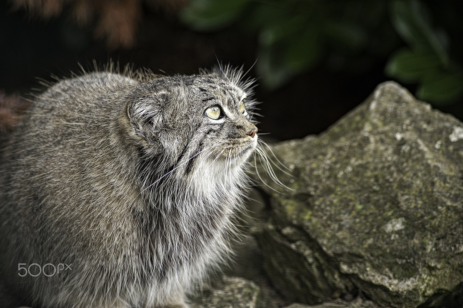 Nikon D700 sample photo. Pallas cat photography