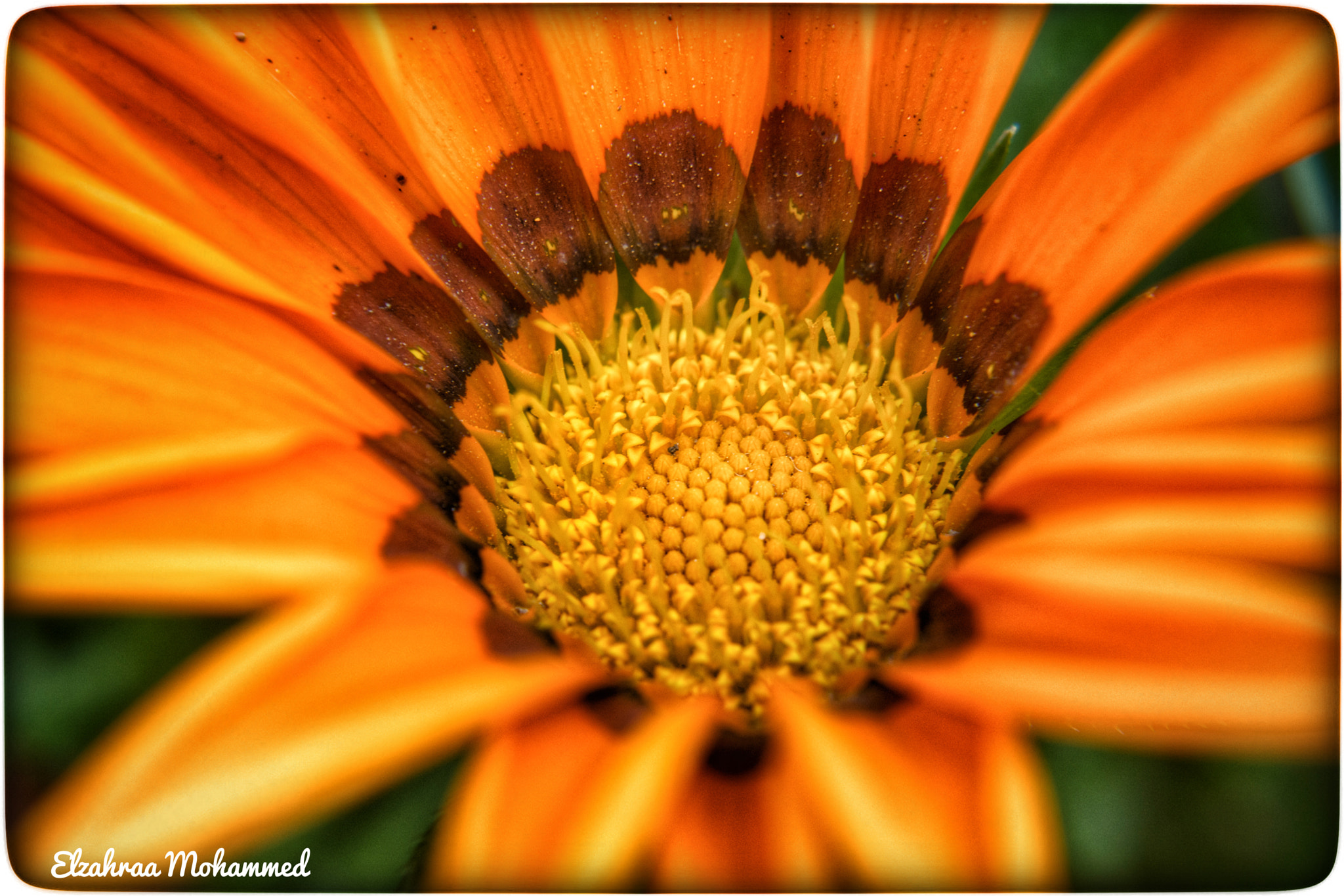 Nikon D7100 + Sigma 50mm F2.8 EX DG Macro sample photo. Spring colors 16 photography