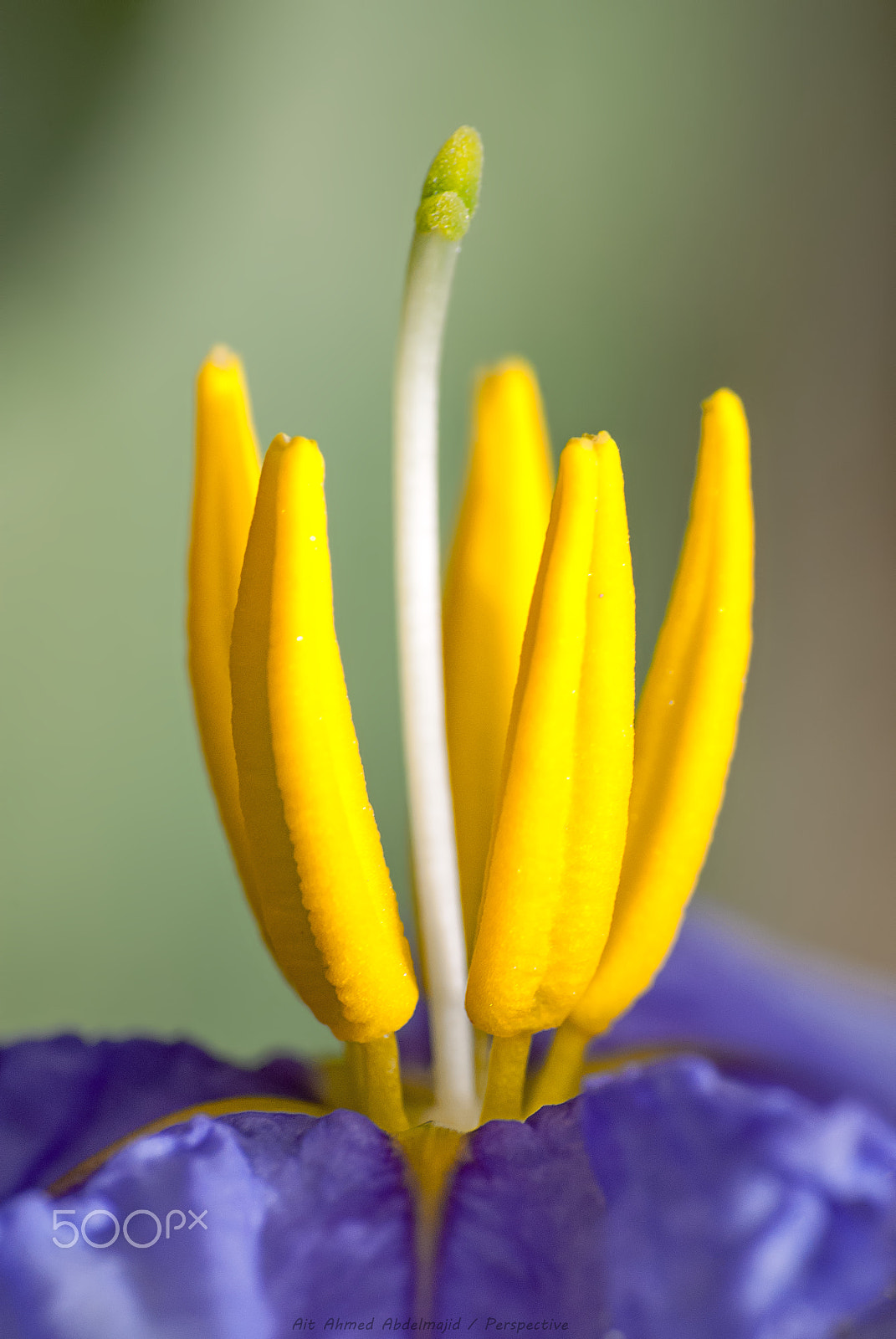 Nikon D200 sample photo. Heart of the flower...!! photography