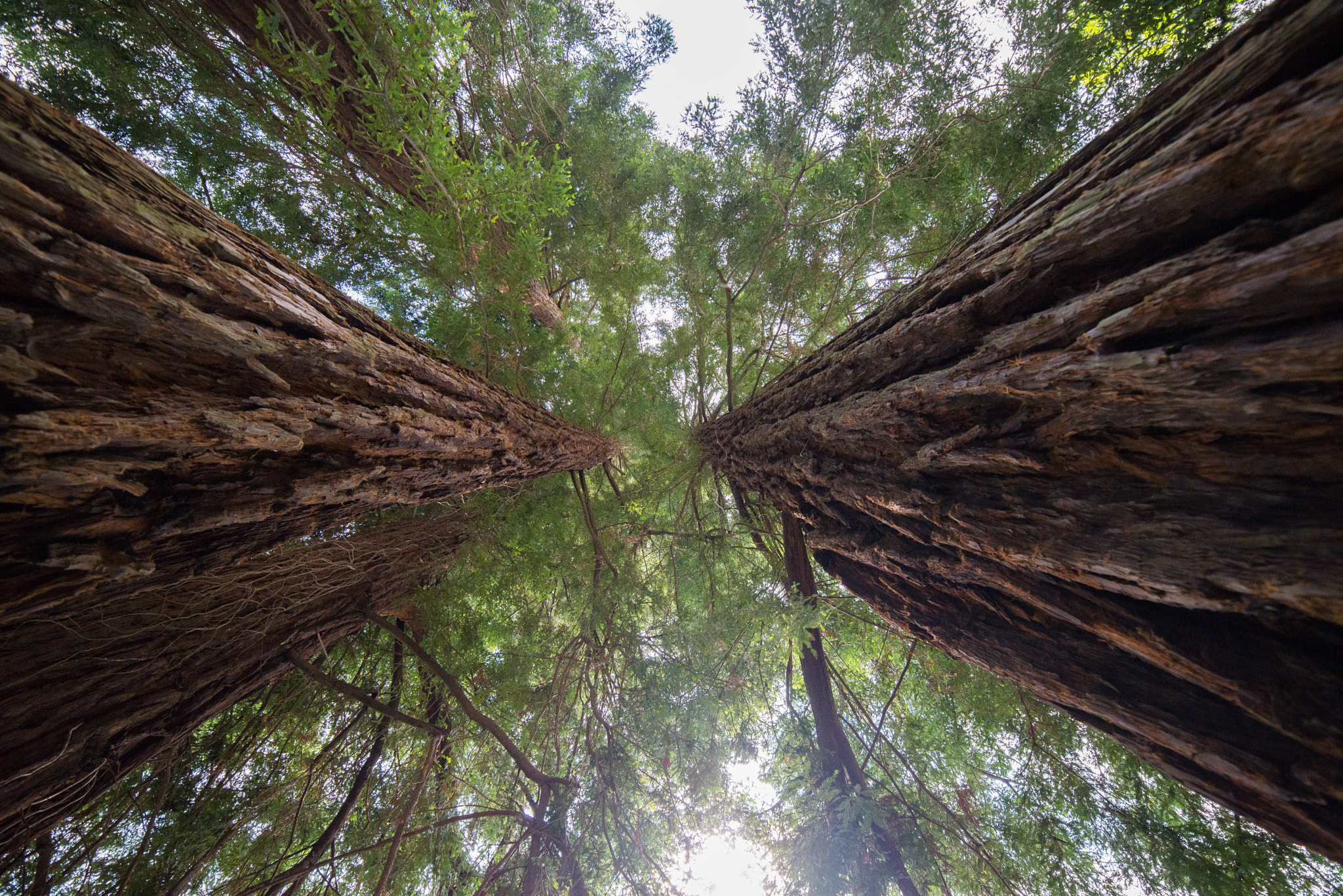 Samyang 14mm F2.8 ED AS IF UMC sample photo. Burcina park photography